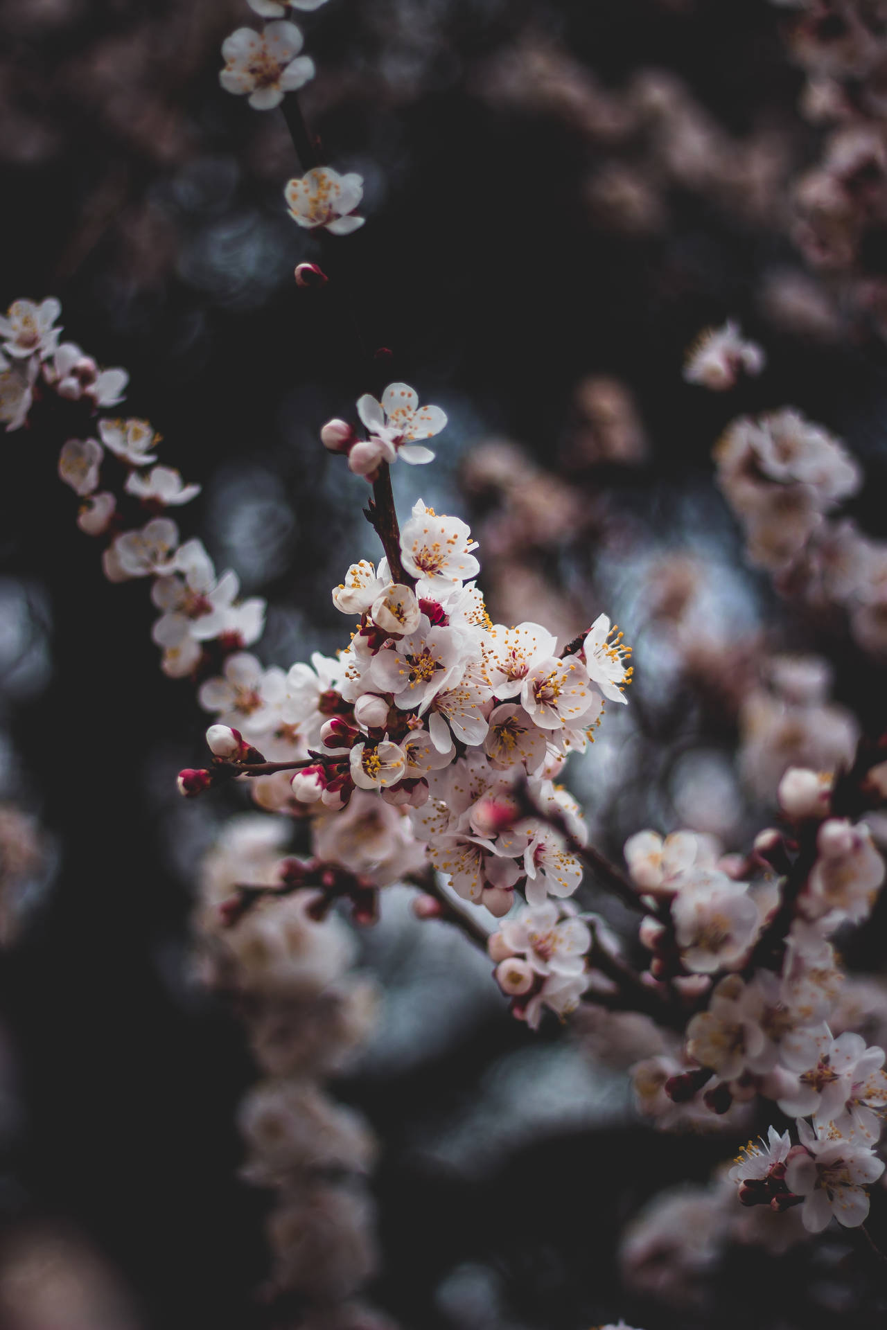 特寫白色櫻花，黃色花心，深色樹枝。