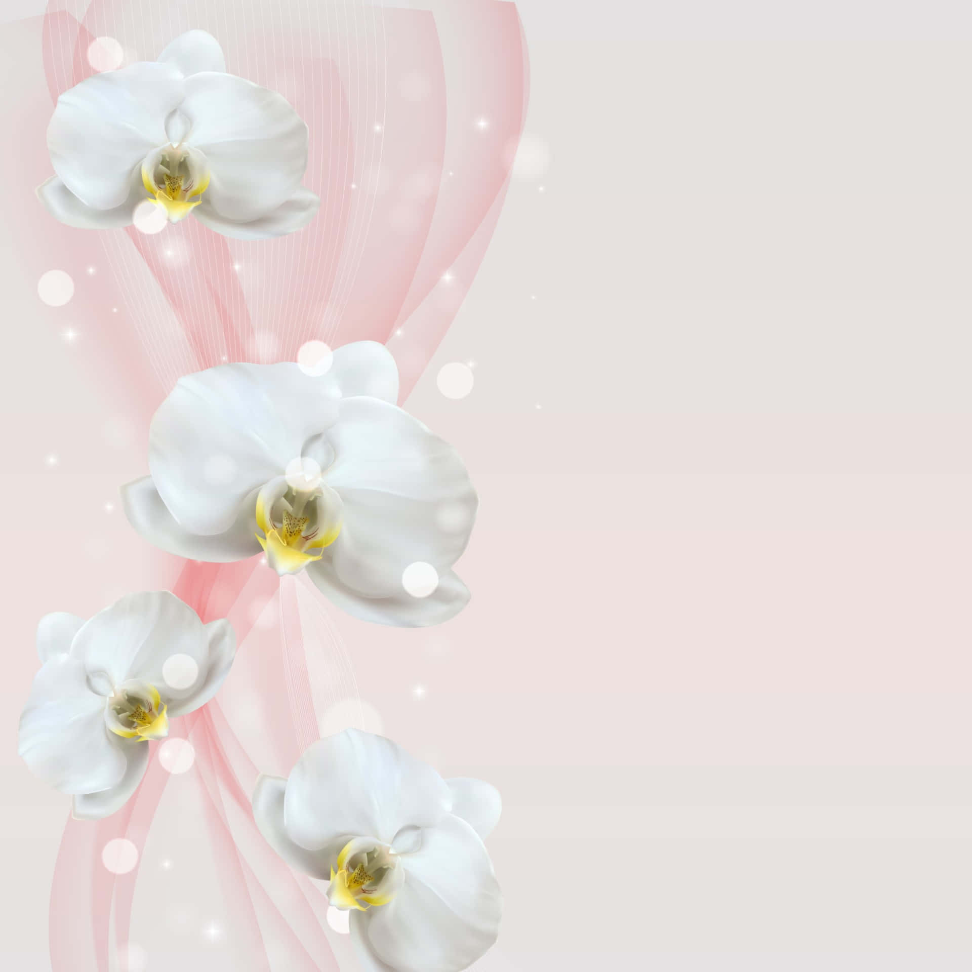 Orchid 桌布 壁紙 — 四朵優雅的白色蘭花，帶有黃色中心，沿著柔軟的粉紅色絲帶在柔和的漸變背景上層疊。