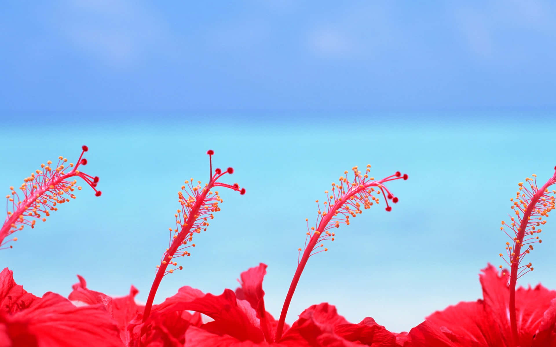 紅色芙蓉花特寫，背景為綠松石色海洋和藍天。