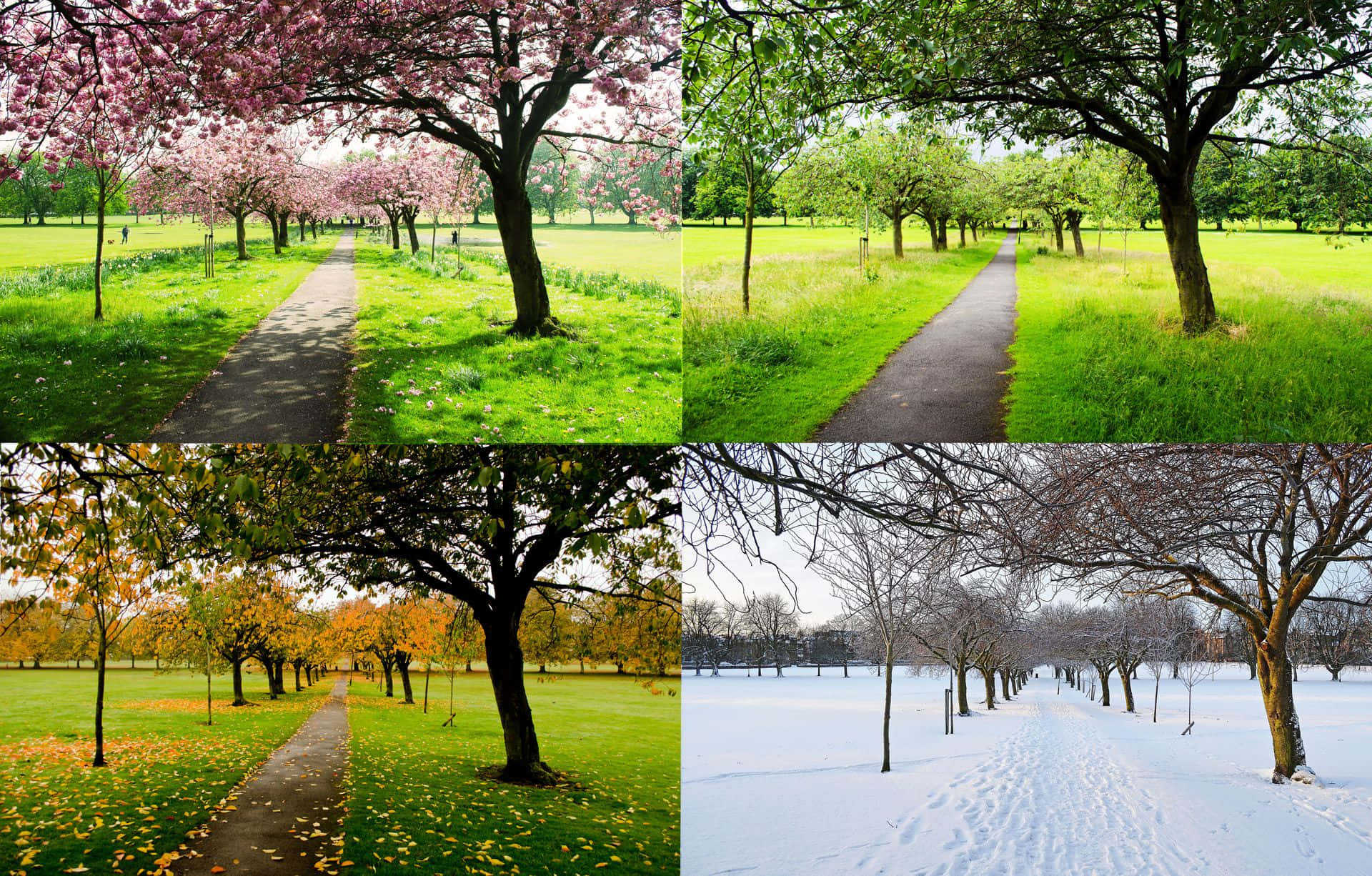 Spring Weather 桌布 壁紙 — 四格分割顯示公園內一條樹木成蔭的小徑，分別呈現春、夏、秋、冬四個季節。