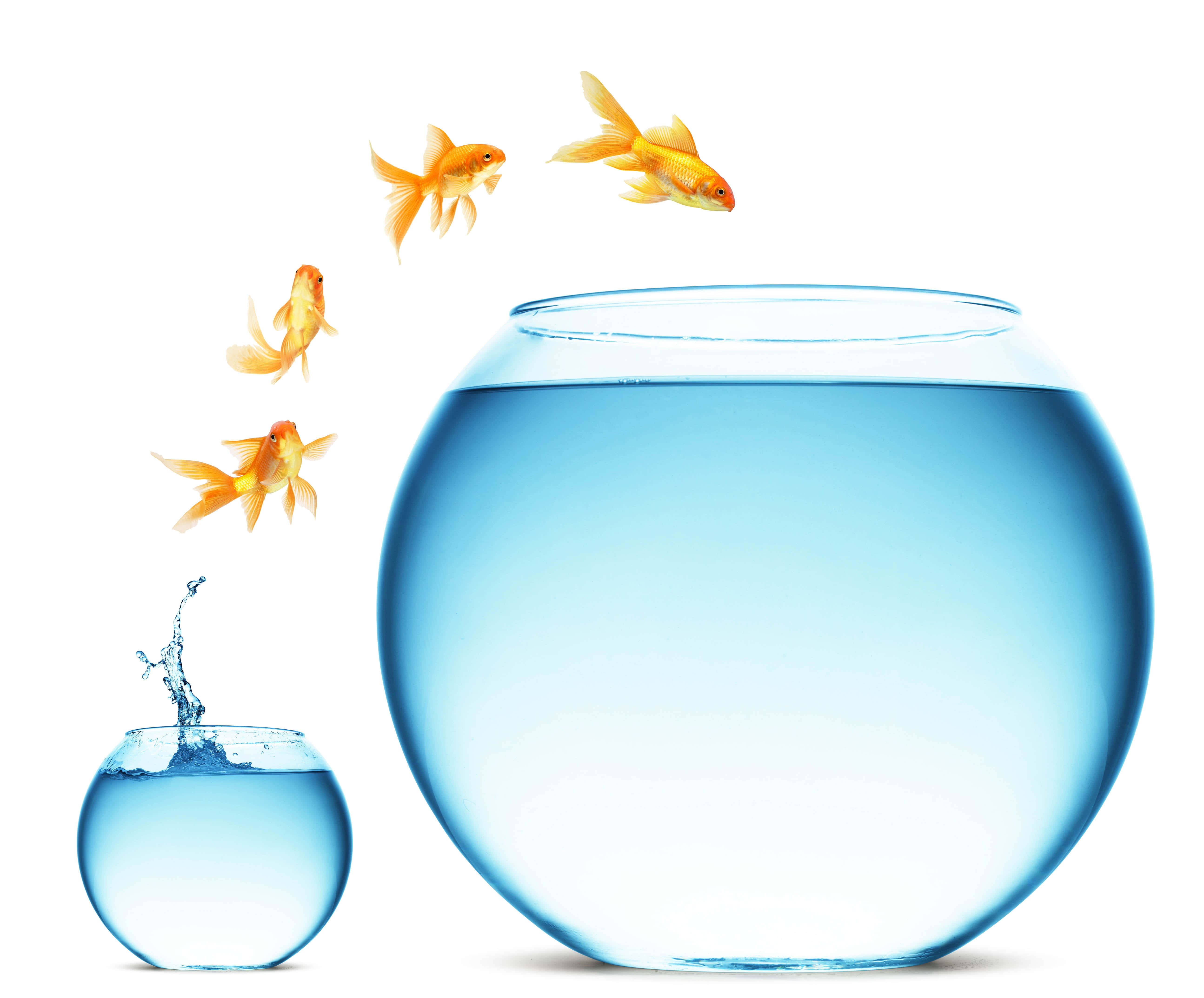 水族箱 桌布 壁紙 — 四條金色魚從一個小碗跳到一個大空碗，背景是純白色。