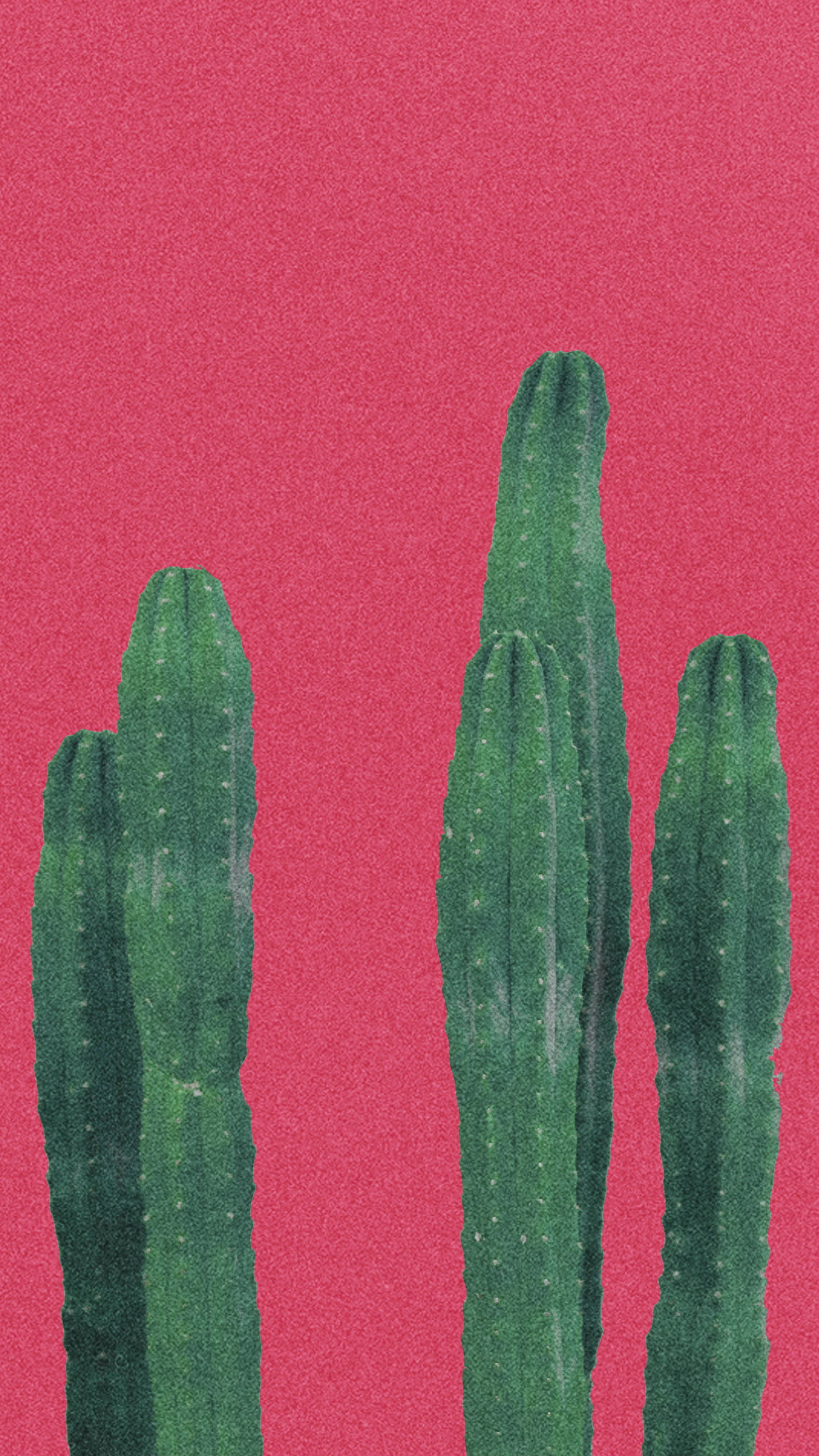 Cactus 桌布 壁紙 — 四棵高大的綠色仙人掌在紋理鮮明的粉紅色背景前以極簡構圖矗立。