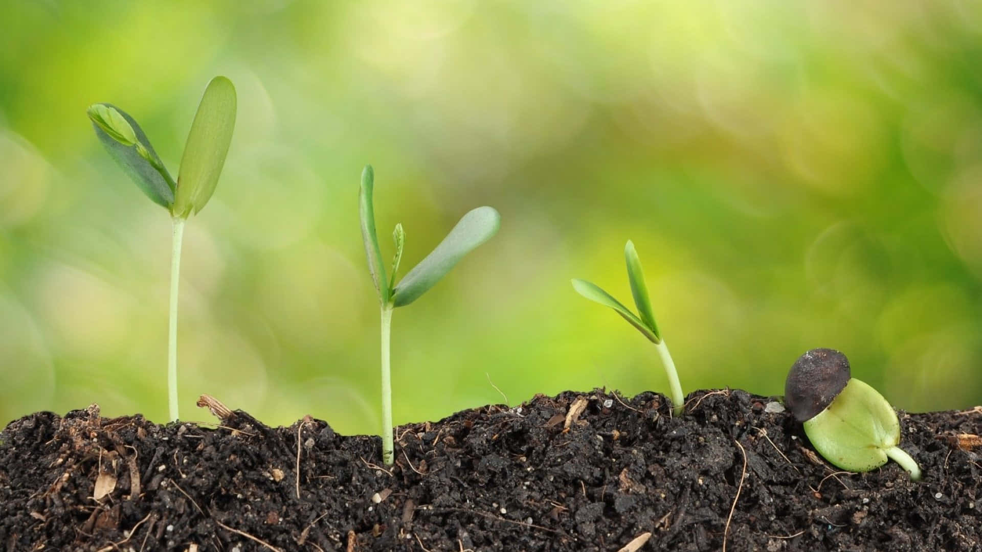 四棵小綠苗從深色土壤中發芽，映襯著模糊的綠色背景。