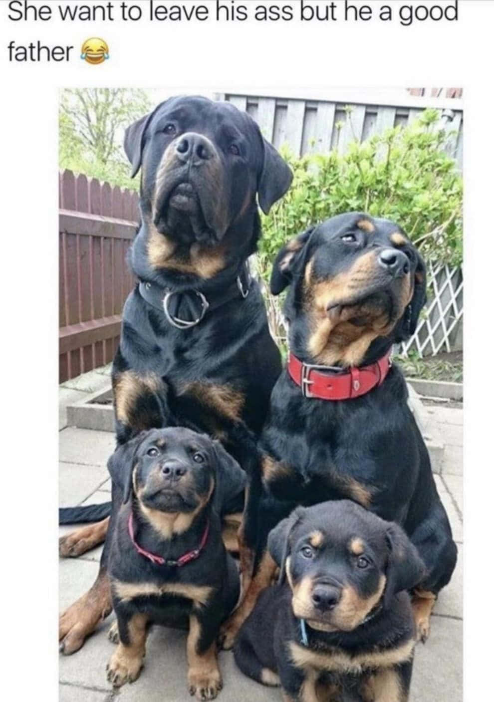 Pet Memes 桌布 壁紙 — 四隻不同大小的洛威拿犬一起坐在露台上，身後有綠植和圍欄。