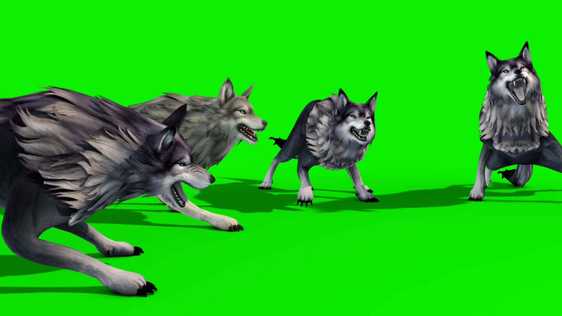 Wolf Attack 桌布 壁紙 — 四隻兇猛的狼，毛髮細緻，露出牙齒，在純綠色屏幕背景上向前衝。