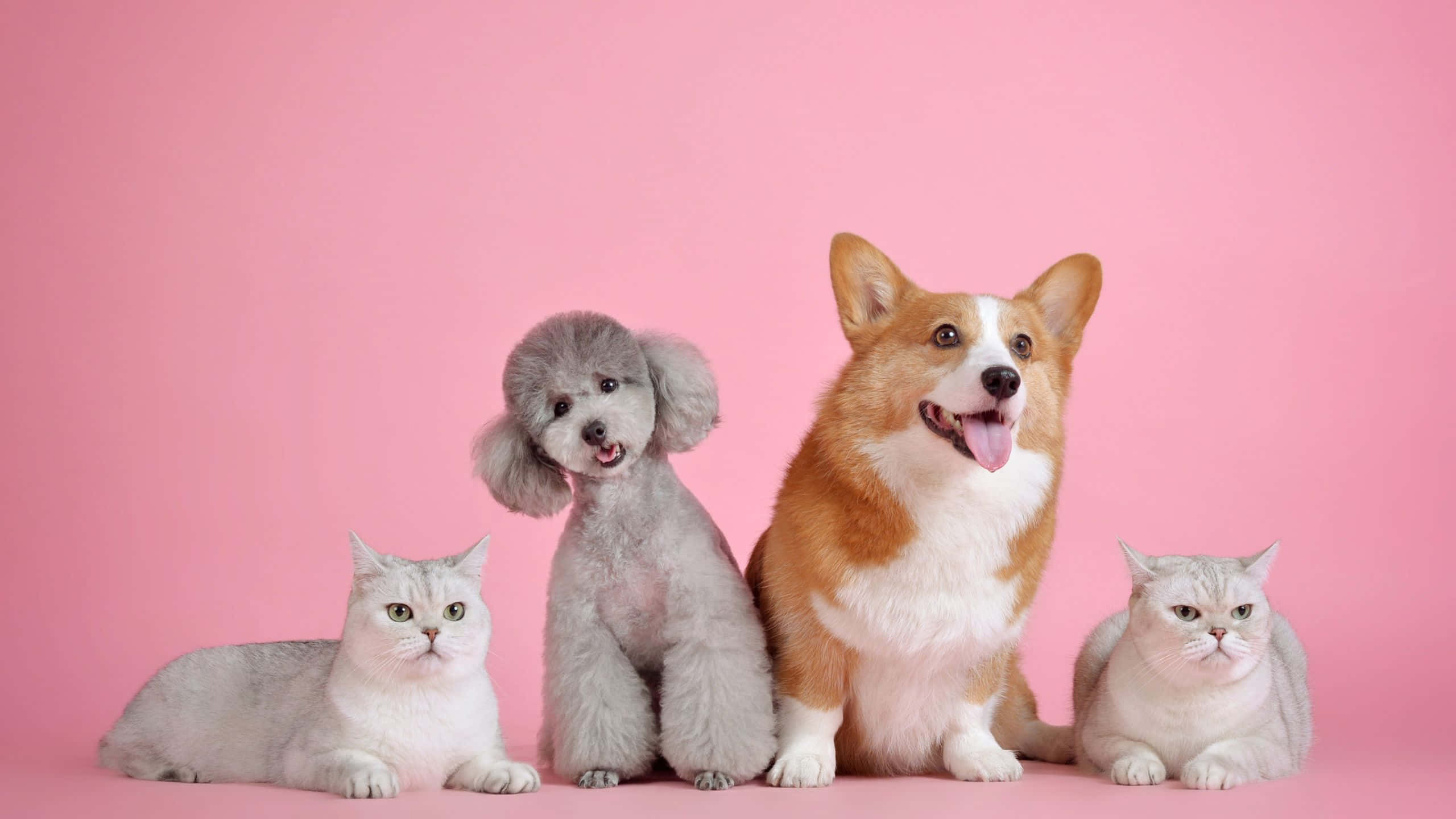 pets 桌布 壁紙 — 四隻可愛寵物一隻哥基犬、貴婦狗和兩隻貓咪在純粉紅色背景前一起擺姿勢。