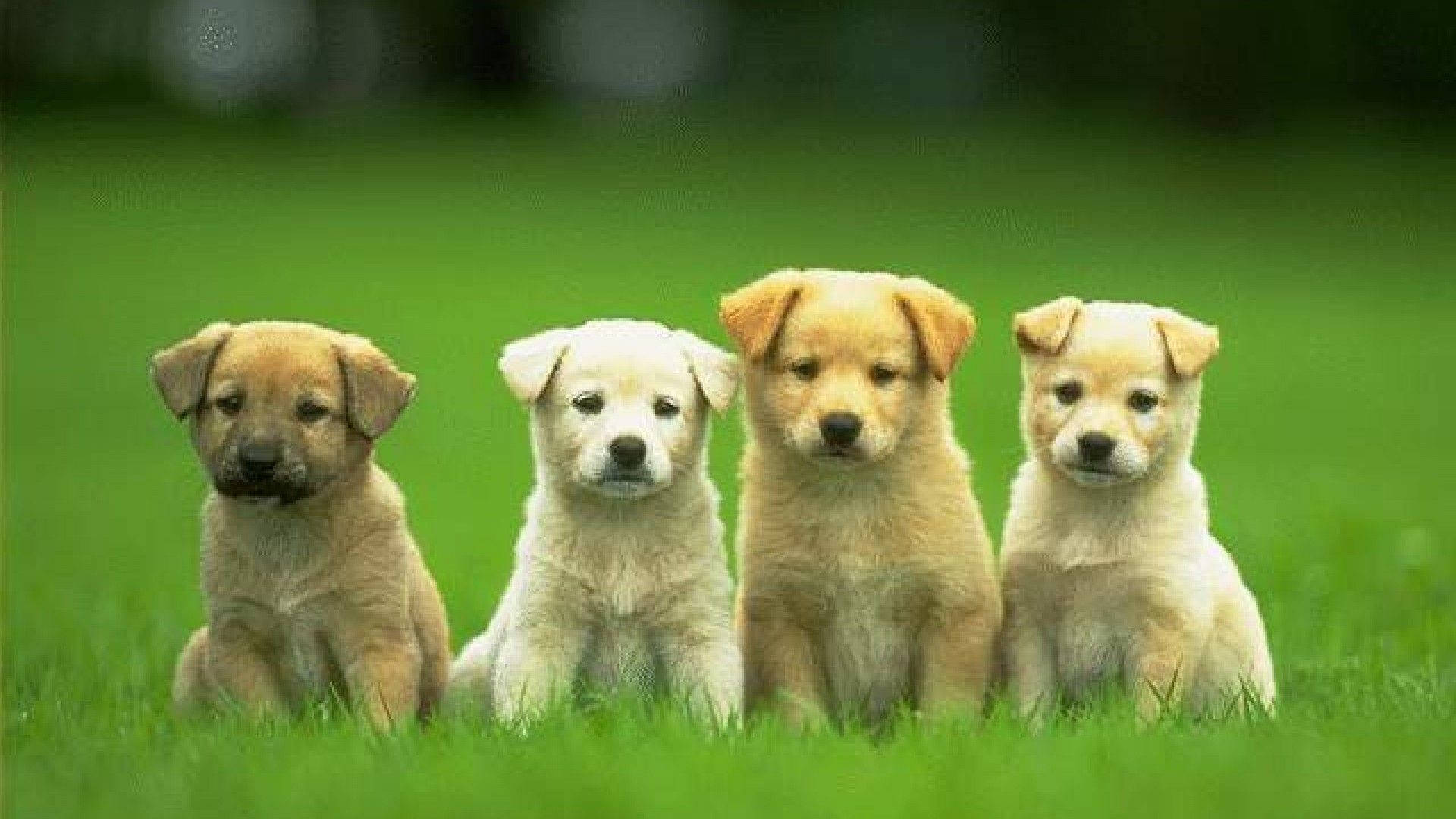 Labrador 桌布 壁紙 — 四隻可愛的小狗，毛色各異，專注地坐在一片茂盛的綠色草地上。