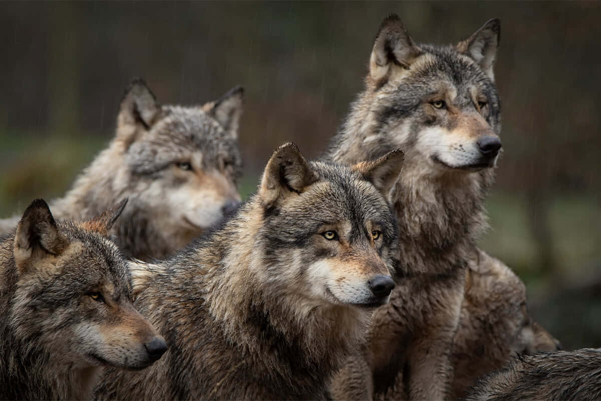 Hunting Wolves 桌布 壁紙 — 四隻擁有厚實灰色毛皮的狼在霧氣瀰漫的森林中警覺地站立，牠們銳利的眼睛凝視前方。
