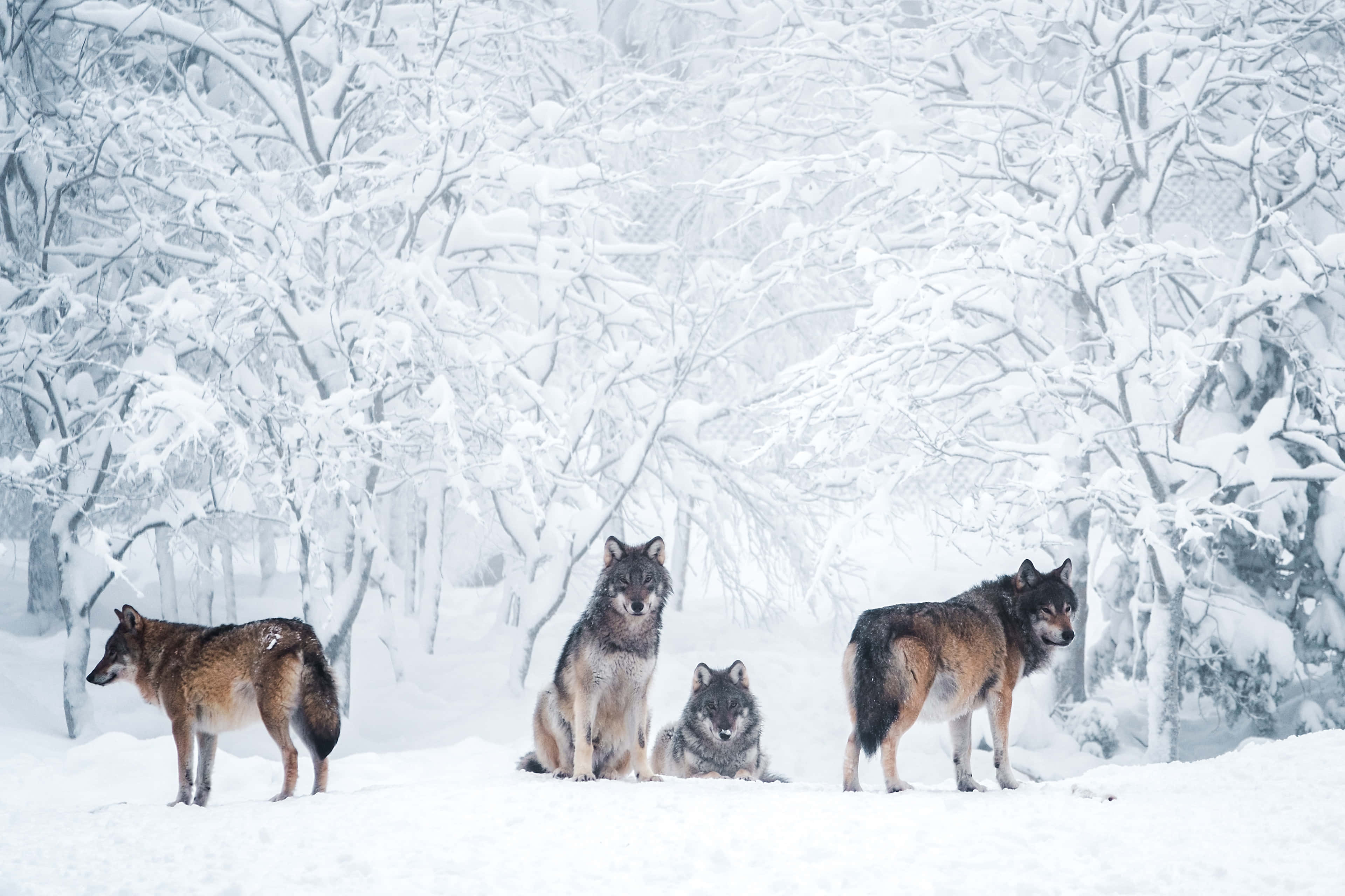 Wolf In Snow 桌布 壁紙 — 四隻狼在雪覆蓋的森林中警覺地站立和坐著，雪壓的樹枝營造出寧靜的冬季場景。