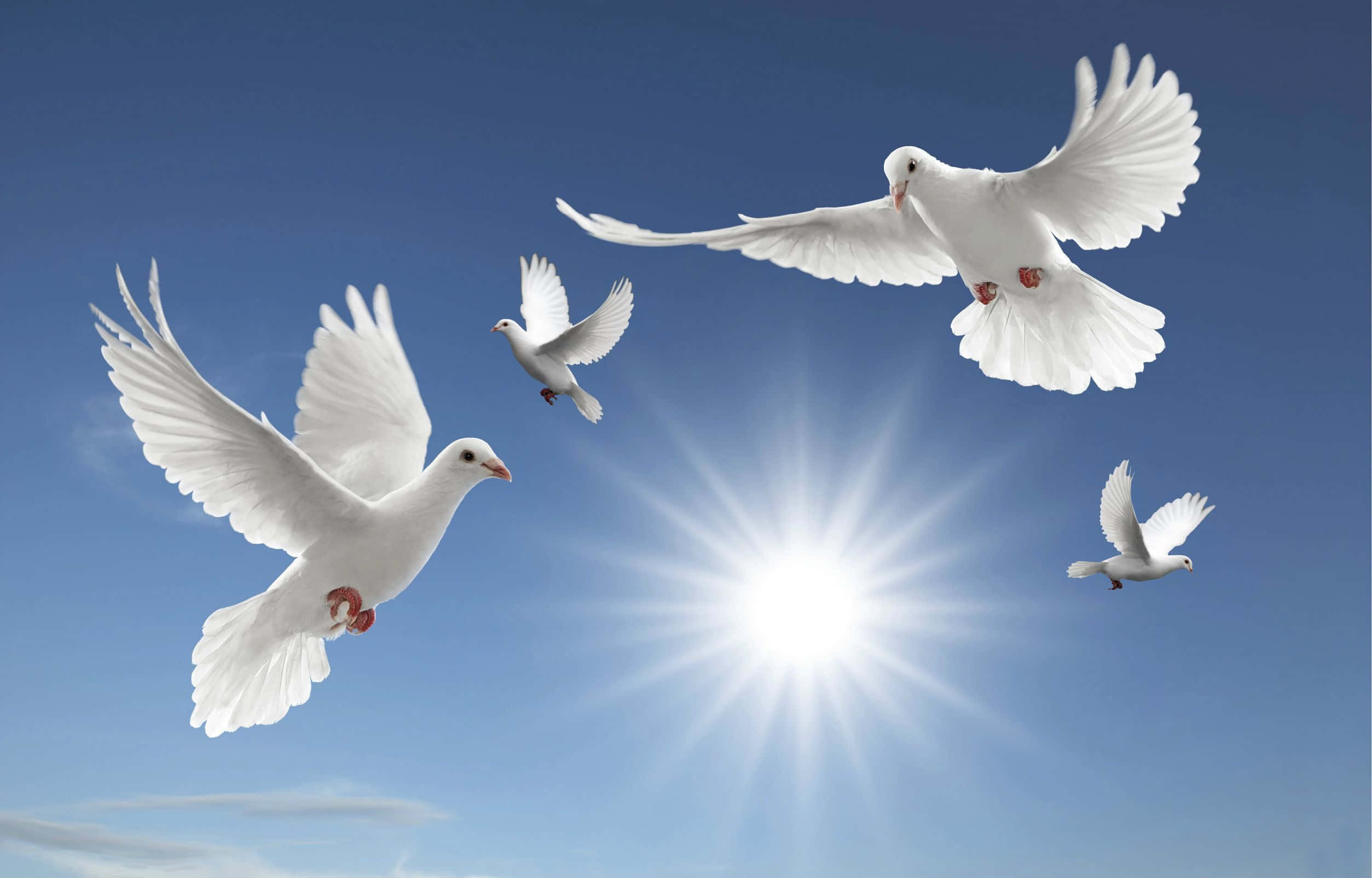Dove 桌布 壁紙 — 四隻白鴿在清澈的藍天中優雅翱翔，中央有燦爛的陽光四射。