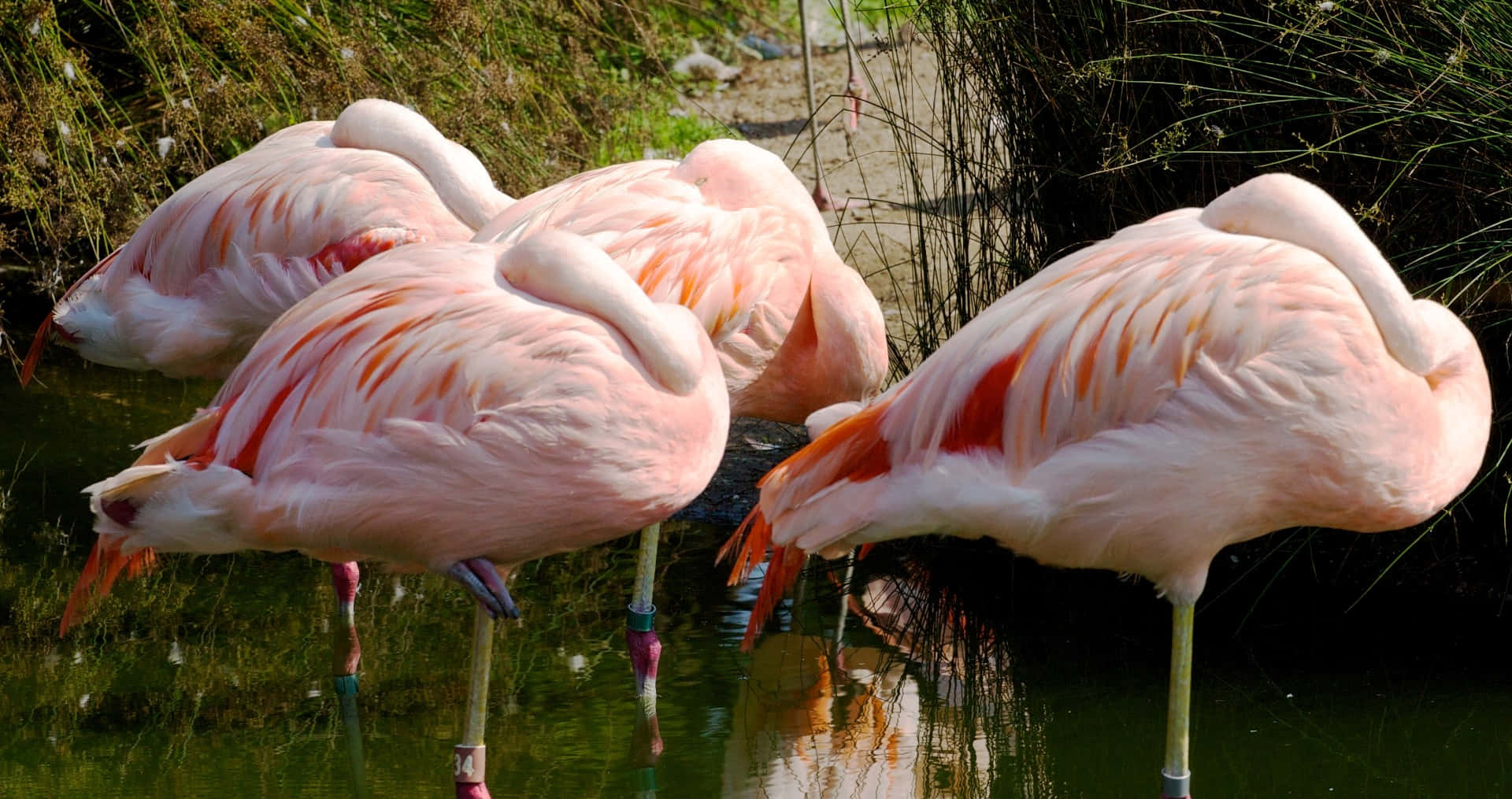 Pink Flamingos 桌布 壁紙 — 四隻粉紅色火烈鳥在明亮的陽光下，優雅地站立在淺水中，周圍環繞著高高的草叢。