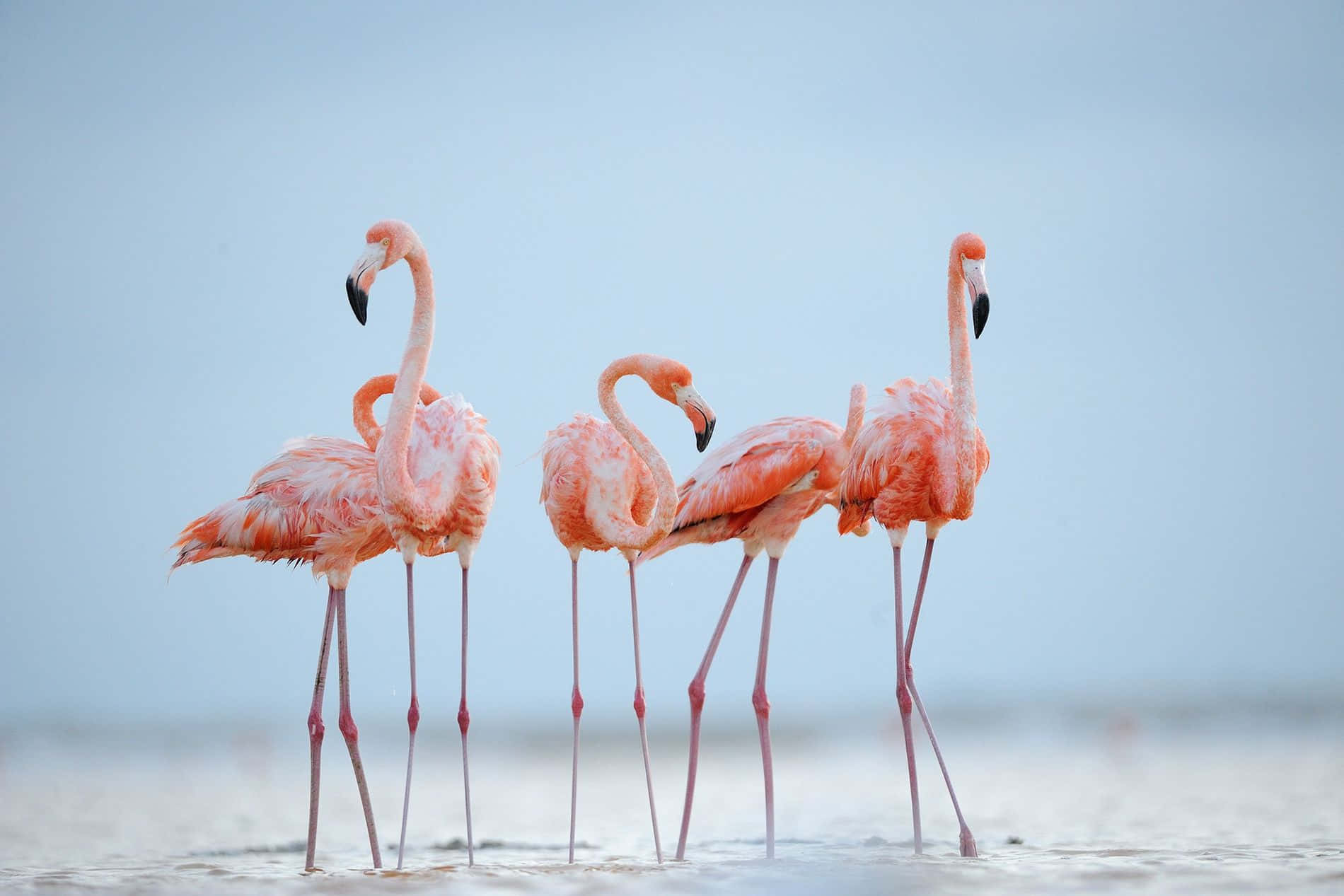 Pink Flamingos 桌布 壁紙 — 四隻粉紅色火烈鳥在淺水中優雅地站立，背景是柔和的藍天。