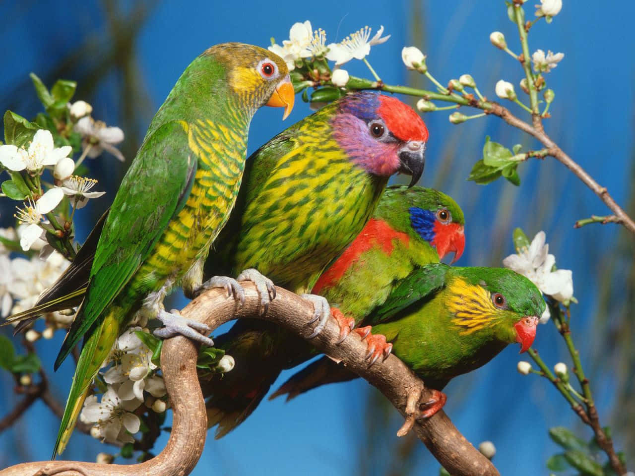 Beautiful Birds 桌布 壁紙 — 四隻色彩鮮豔的吸蜜鸚鵡棲息在盛開的樹枝上，背景是鮮明的藍天。