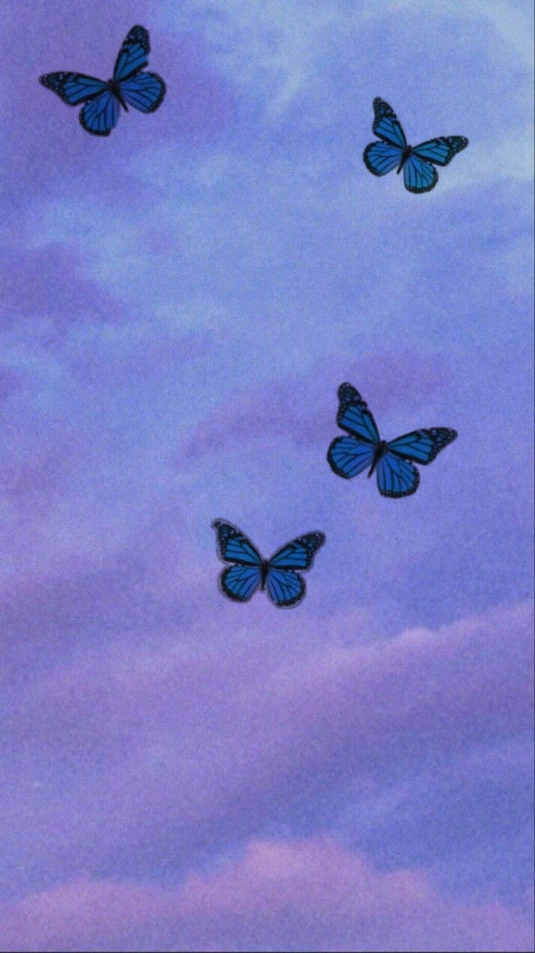 四隻藍色蝴蝶在紫色暮色天空中飛翔。 — 唯美蝴蝶動圖 壁紙