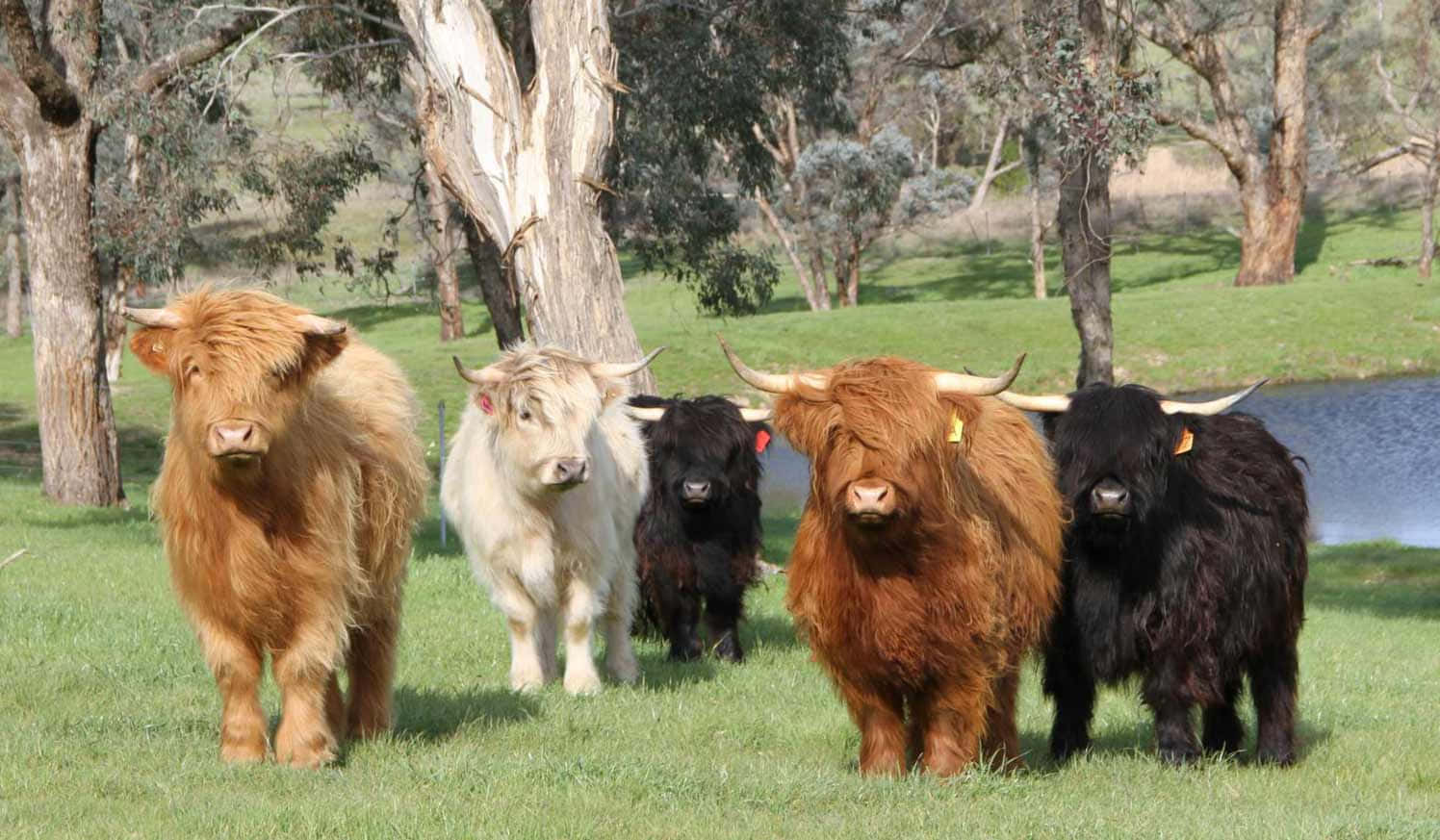 Highland Cow 桌布 壁紙 — 四隻長毛蓬鬆、角彎曲的高地牛站在樹木和池塘附近的草地上。