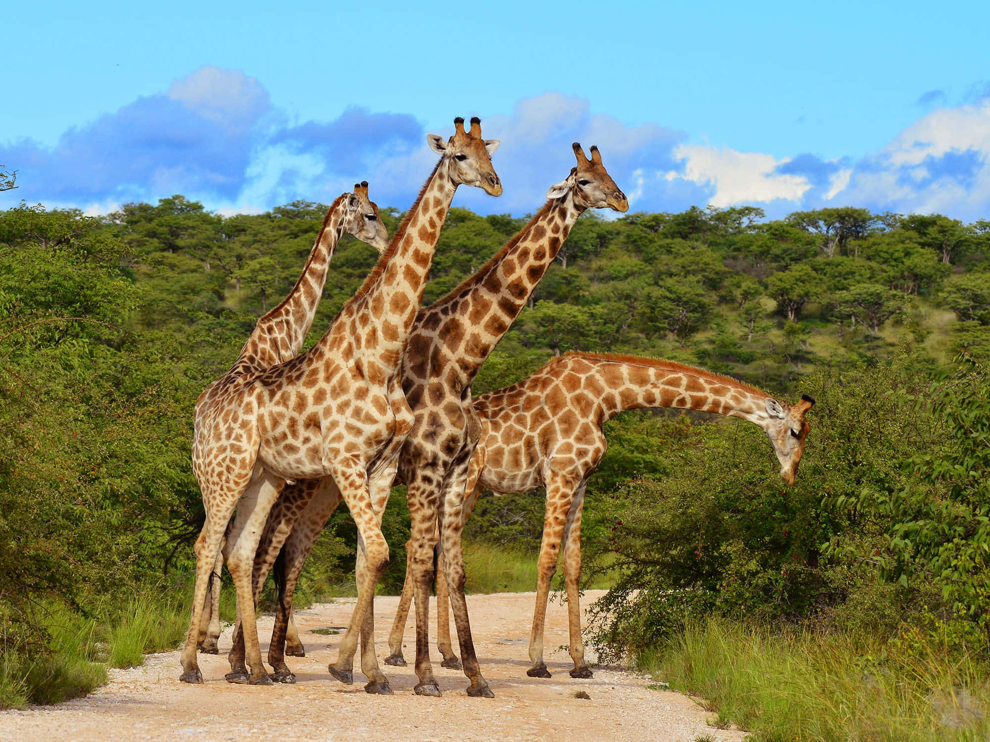African Wildlife 桌布 壁紙 — 四隻長頸鹿一起站在一條泥路上，周圍是茂密的綠樹，頭頂是明亮的藍天，點綴著幾朵白雲。