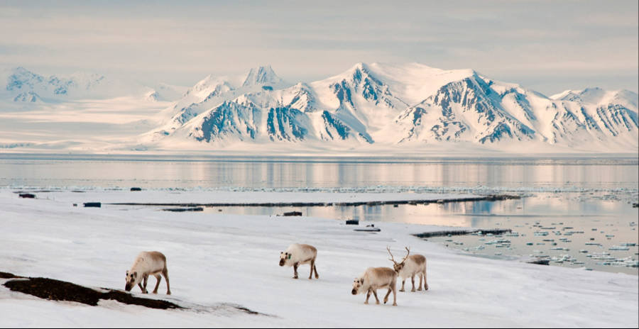 Svalbard 桌布 壁紙 — 四隻馴鹿在雪覆蓋的凍原上吃草，前方是廣闊的冰封海洋和巍峨的雪山，天空蒼白。