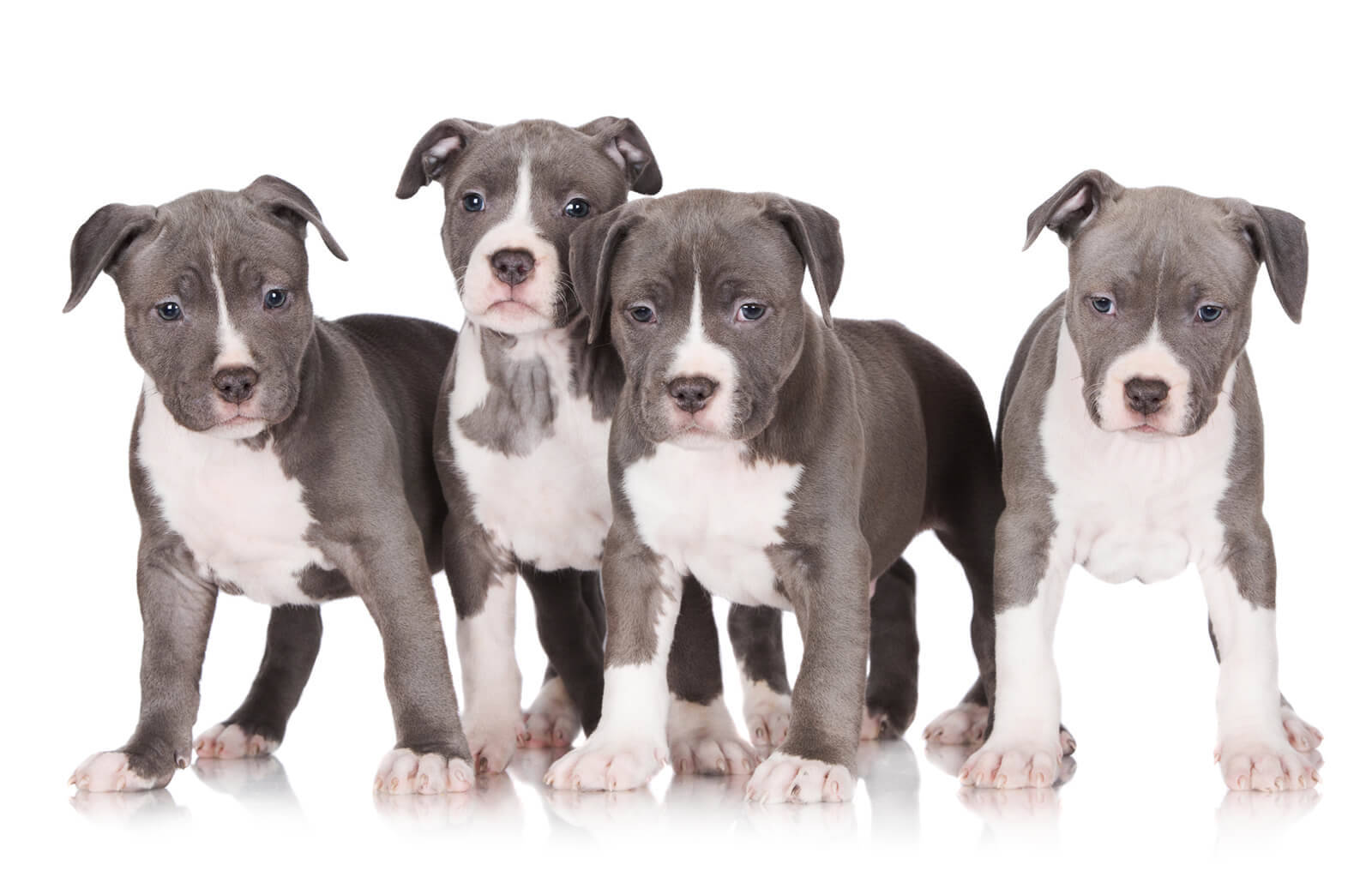 四隻鬥牛犬幼犬攝影棚照 壁紙 — 四隻灰色和白色的比特犬幼犬站在反光的白色表面上排成一排，直視鏡頭。