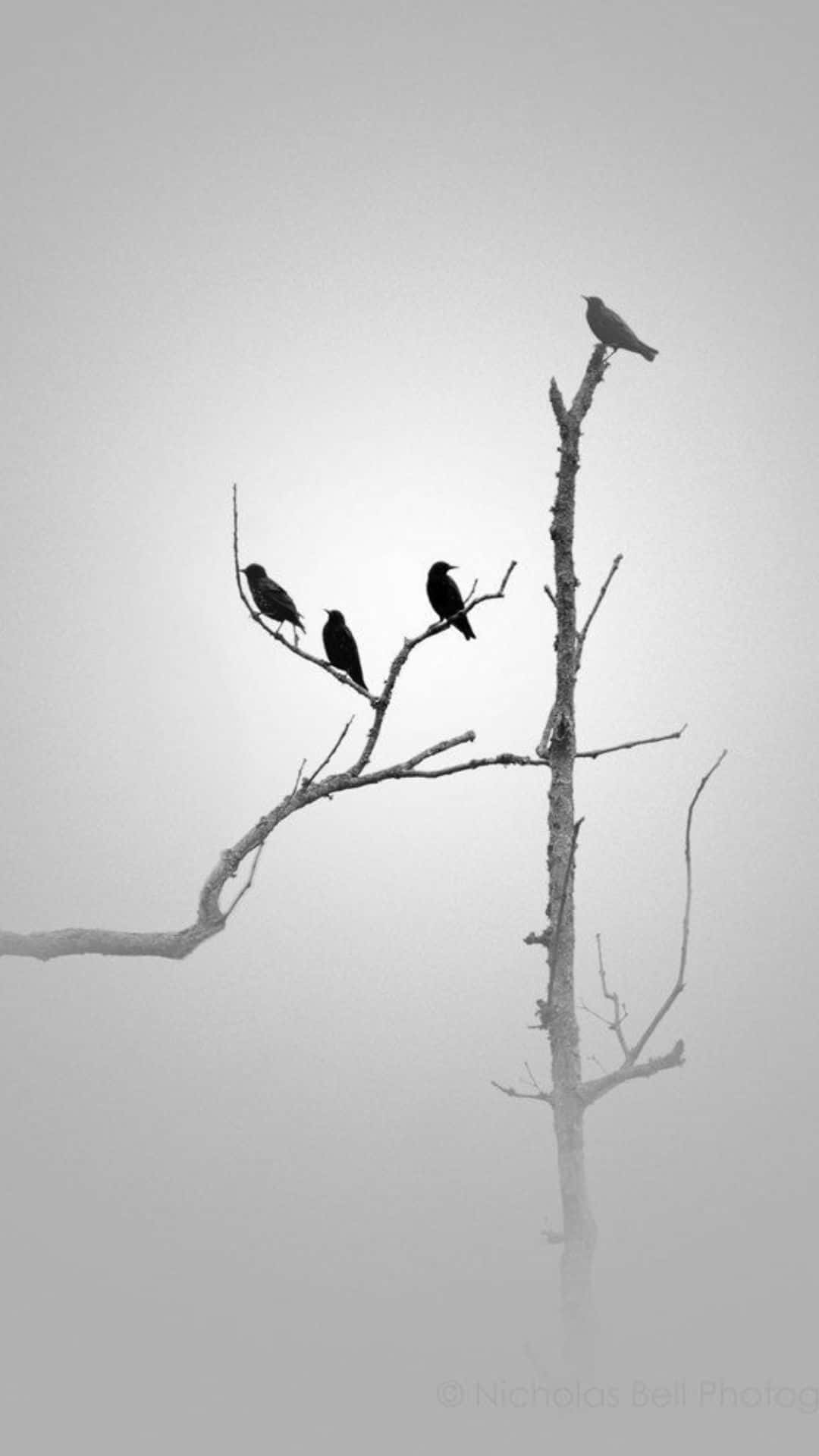 Minimalist Black And White 桌布 壁紙 — 四隻鳥以鮮明的剪影棲息在光禿的樹枝上，背景是朦朧的灰色天空，呈現單色調。