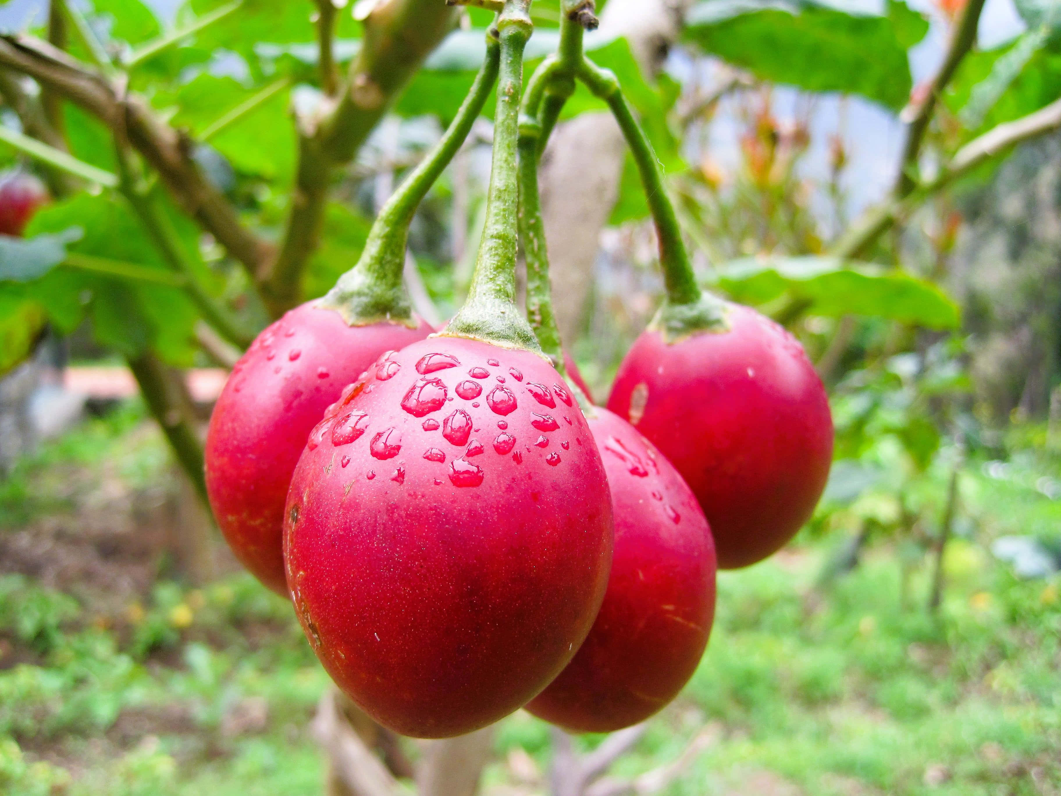 四顆帶露珠的紅色熱帶塔馬里羅 壁紙 — 鮮豔的紅色茄子閃爍著露珠，從綠色莖上垂下，周圍是茂密的綠色葉子。