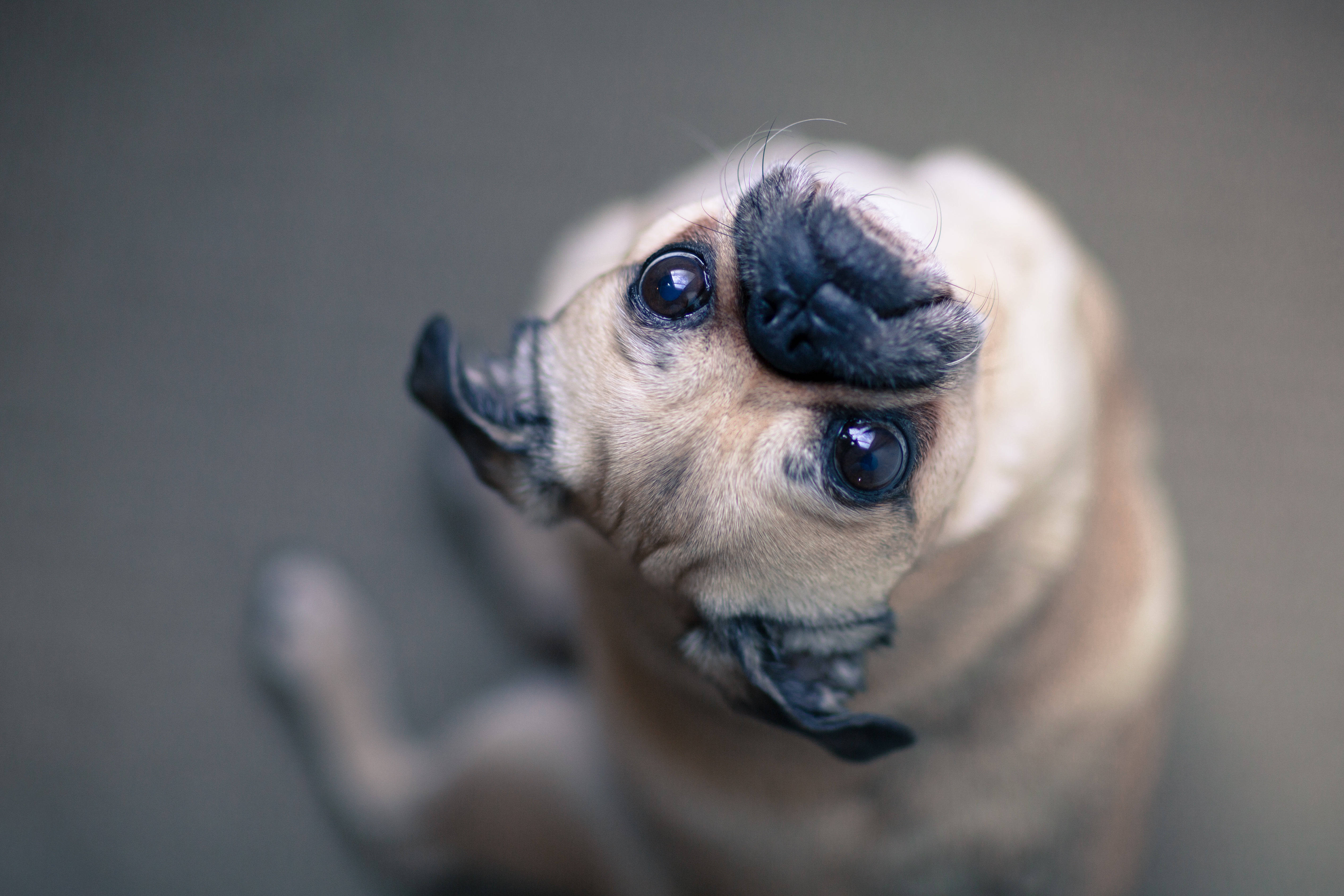 困惑的哈巴狗仰頭凝視 壁紙 — 一隻八哥犬幼犬的特寫，牠抬起頭，睜著一雙充滿好奇的大眼睛，臉上帶著皺紋，背景是柔和的灰色。
