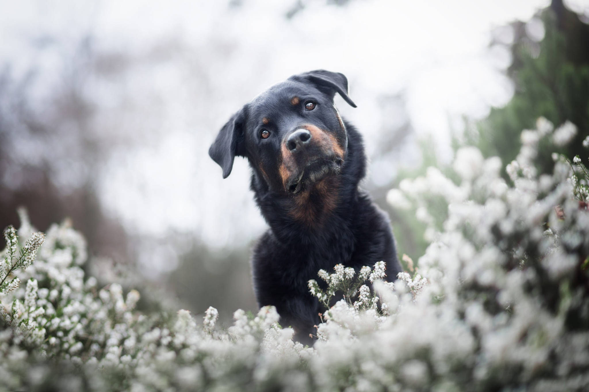 困惑的羅威納犬 壁紙 — 一隻黑褐色洛威拿幼犬喺白色花叢中好奇咁探頭，背景柔和模糊。