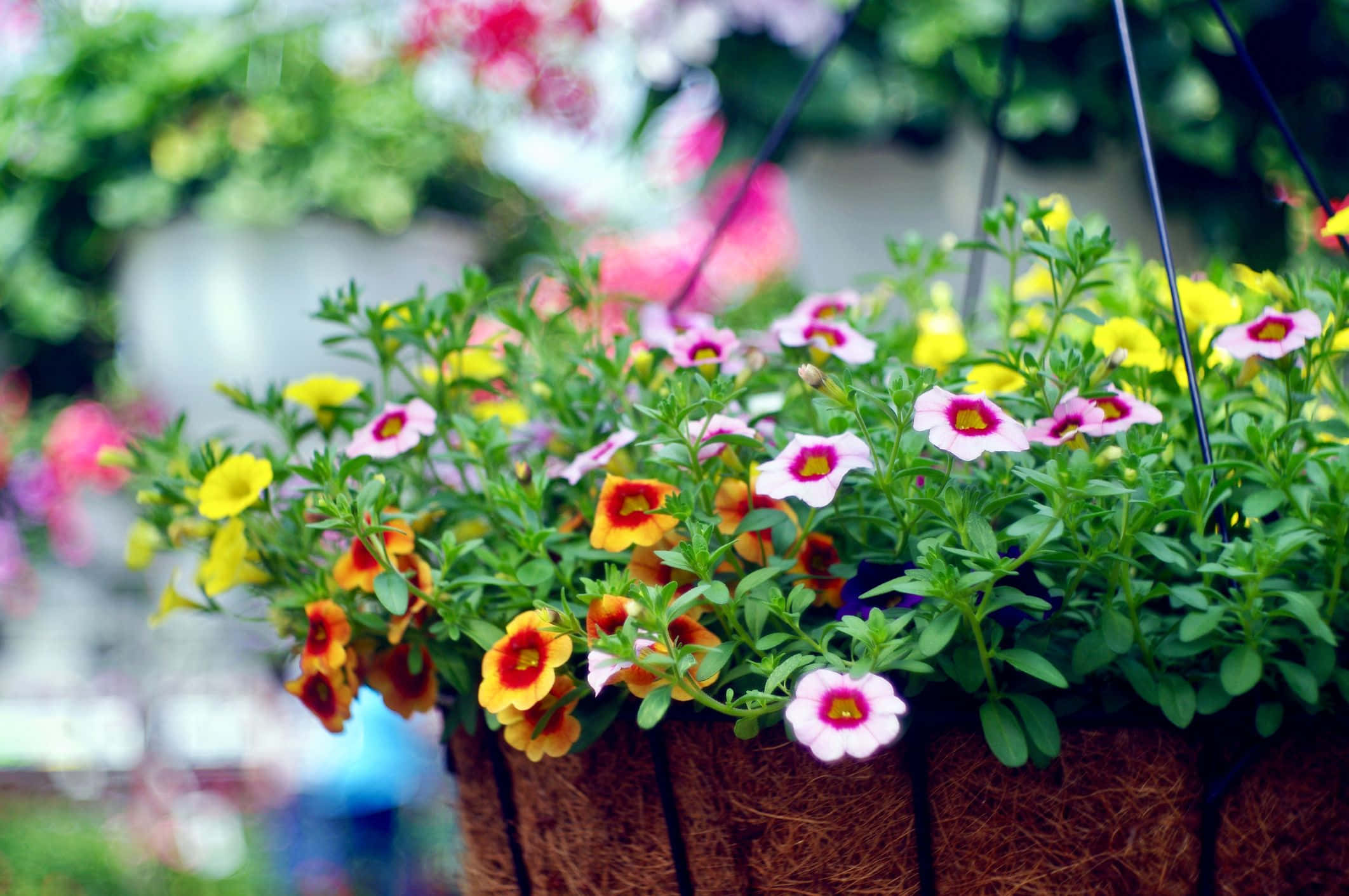 園中 Calibrachoa 花朵特寫 壁紙 — 鮮豔的黃色、粉紅色和橙色花朵在掛籃中密集盛開，搭配茂盛的綠葉，背景是柔和模糊的花園。