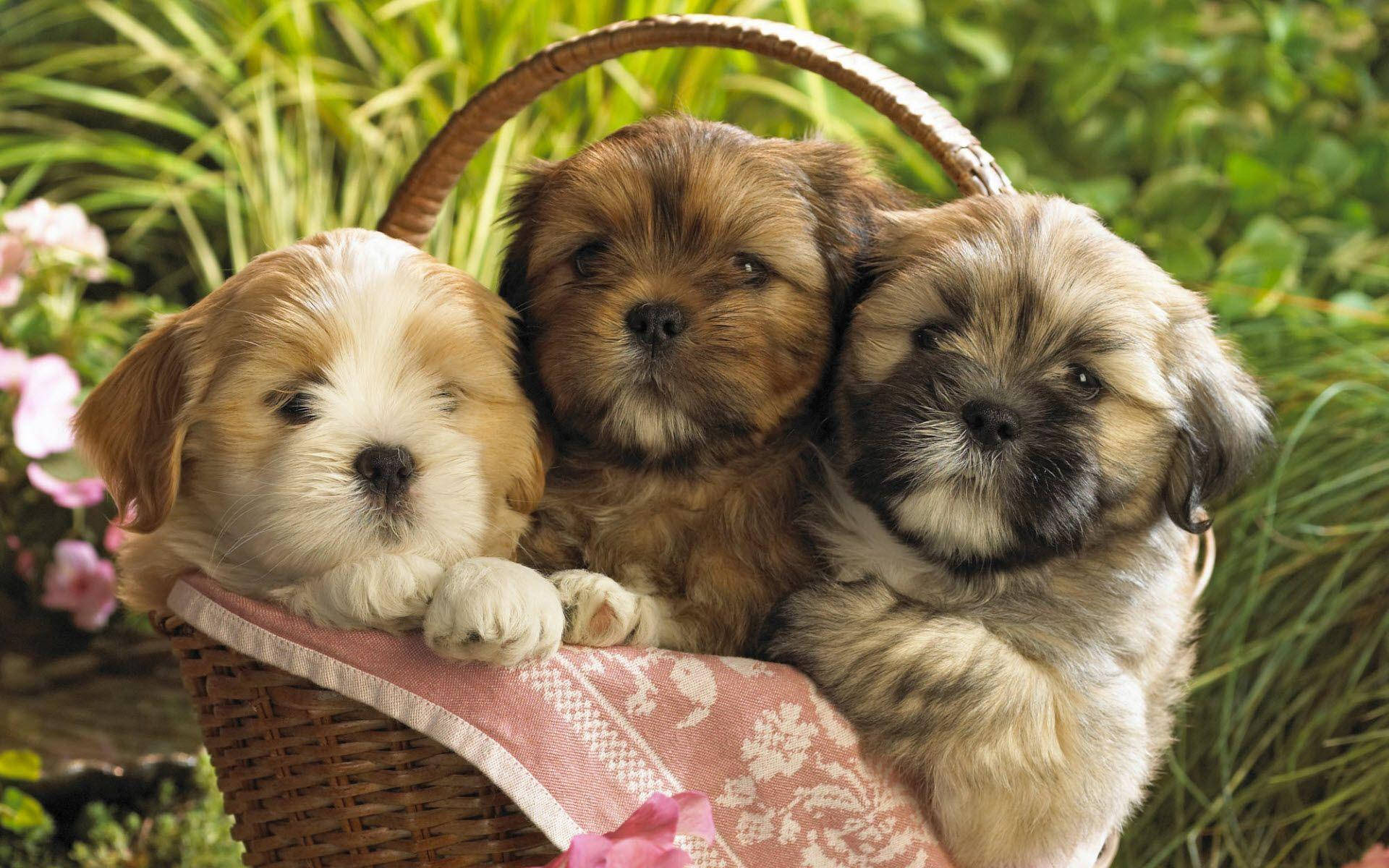 園中可愛幼犬悠閒休憩 壁紙 — 三隻毛茸茸的小狗，擁有柔軟的棕色和白色毛髮，依偎在一個鋪有粉紅色圖案布的柳條籃子裡。