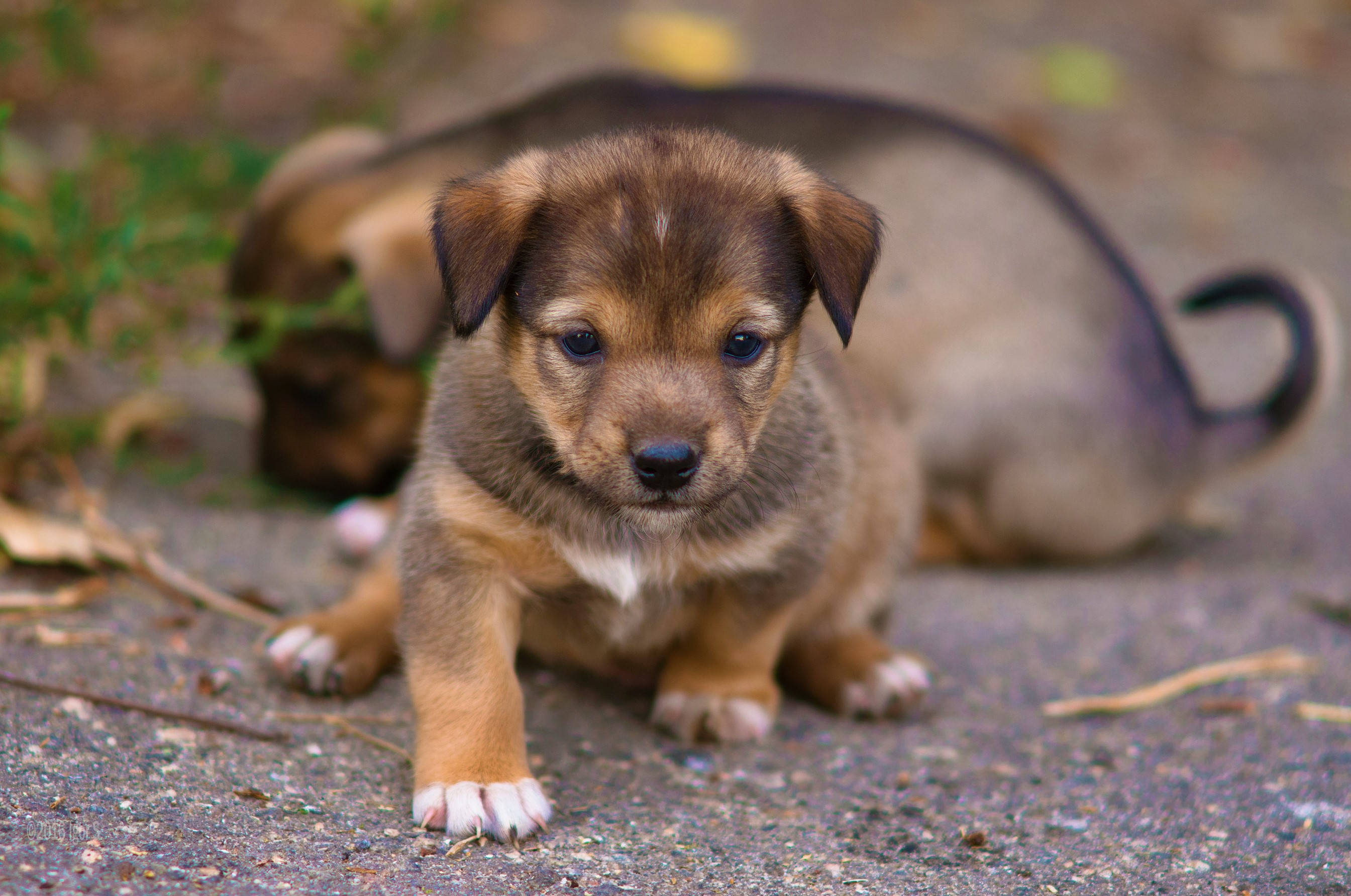 園中嬉戲的可愛幼犬 壁紙 — 一隻好奇的棕色小狗，白色爪子，坐在碎石上向前凝視，另一隻小狗在後面休息。
