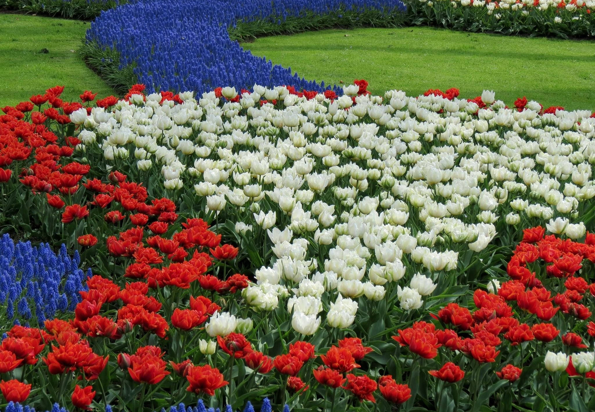 園中紅白花朵 壁紙 — 鮮豔的紅、白、藍色鬱金香花床在明亮的日光下，在茂密的綠色草坪上形成大膽的幾何圖案。