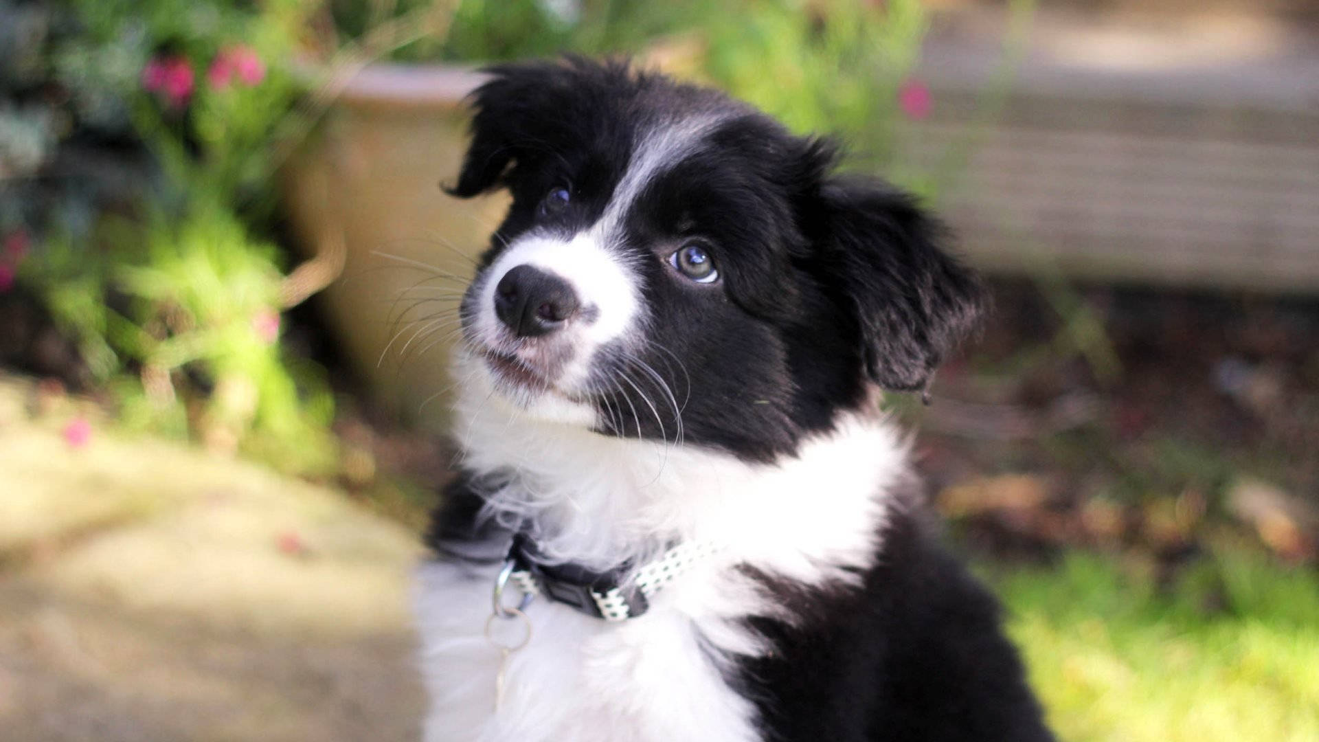 園中邊境牧羊犬幼犬 壁紙 — 一隻黑白邊境牧羊犬幼犬，有著明亮的藍色眼睛，在陽光普照的花園裡向上凝視。