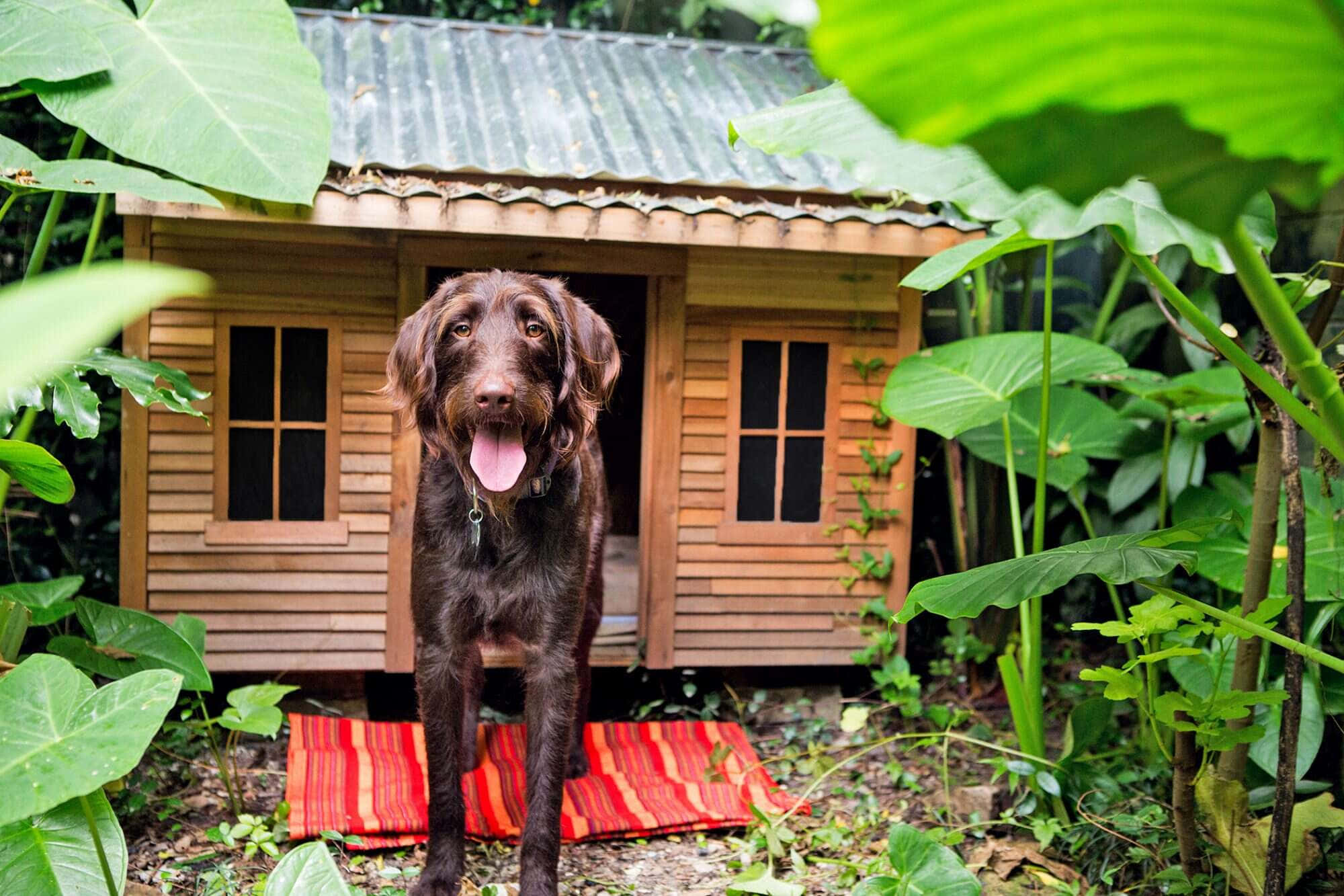 園林狗屋圖片 壁紙 — 一隻快樂的朱古力拉布拉多犬自豪地站在一個被茂密熱帶植物環繞的木製狗屋前。