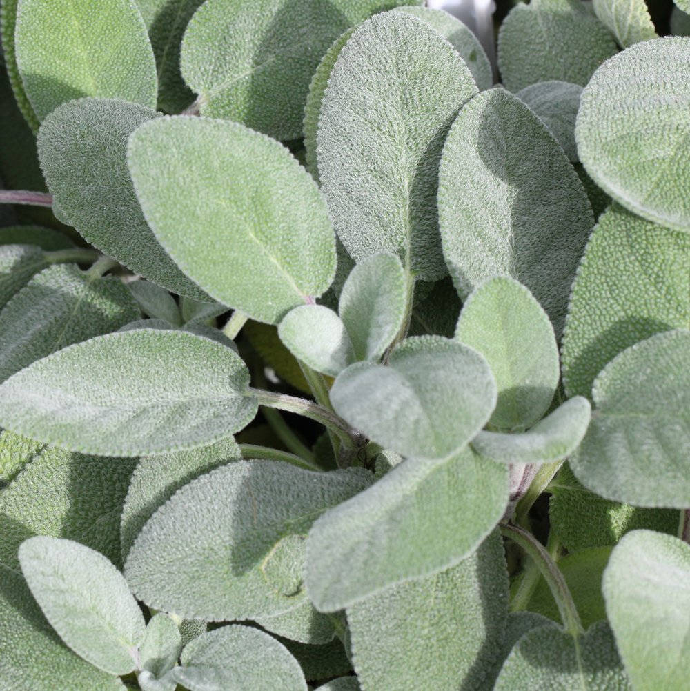 園藝 sage 植物 壁紙 — 柔軟銀灰色鼠尾草葉的特寫，帶有紋理表面和柔和陰影。