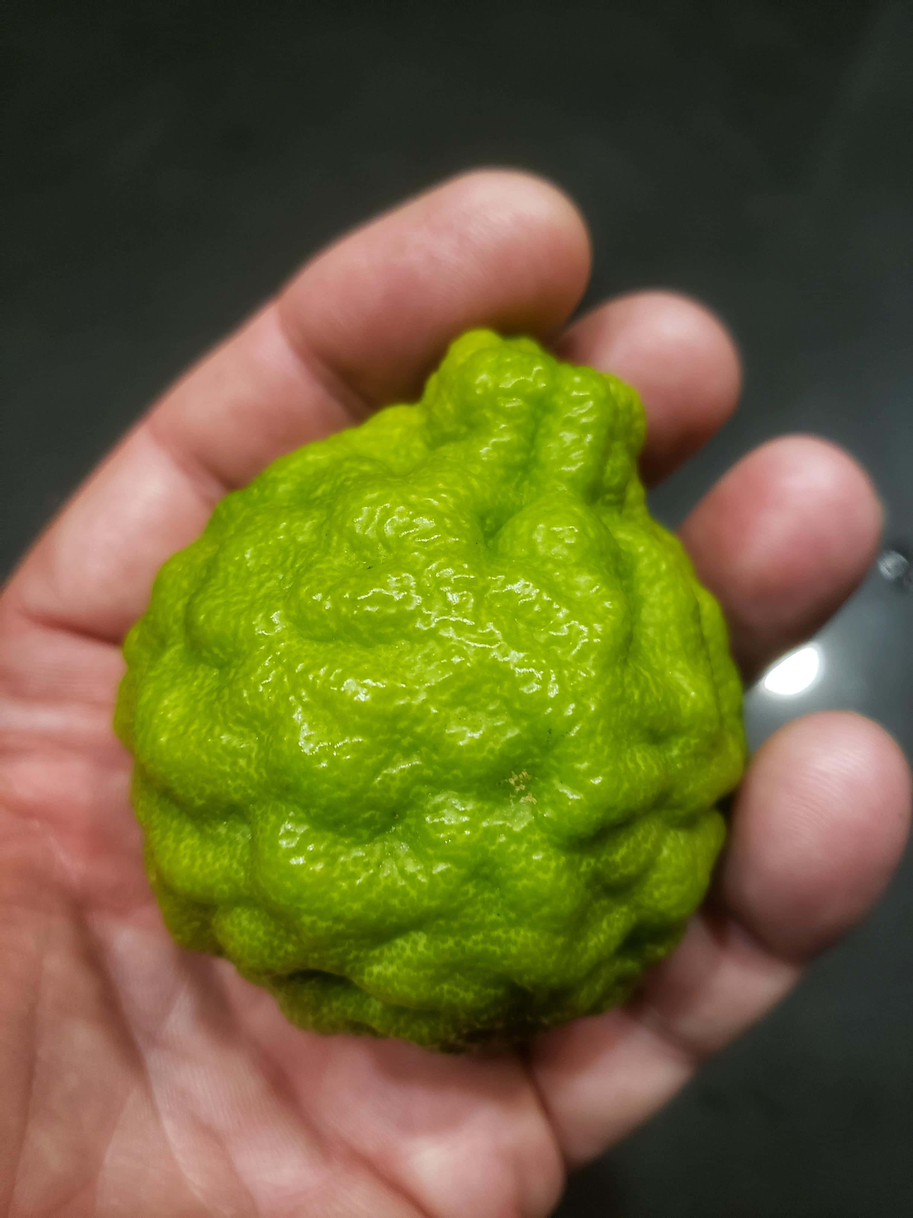 圓形綠色檸檬香茅柑橘果 壁紙 — 一隻手托住一個凹凸不平嘅鮮綠色柑橘類水果，背景係暗色模糊嘅。