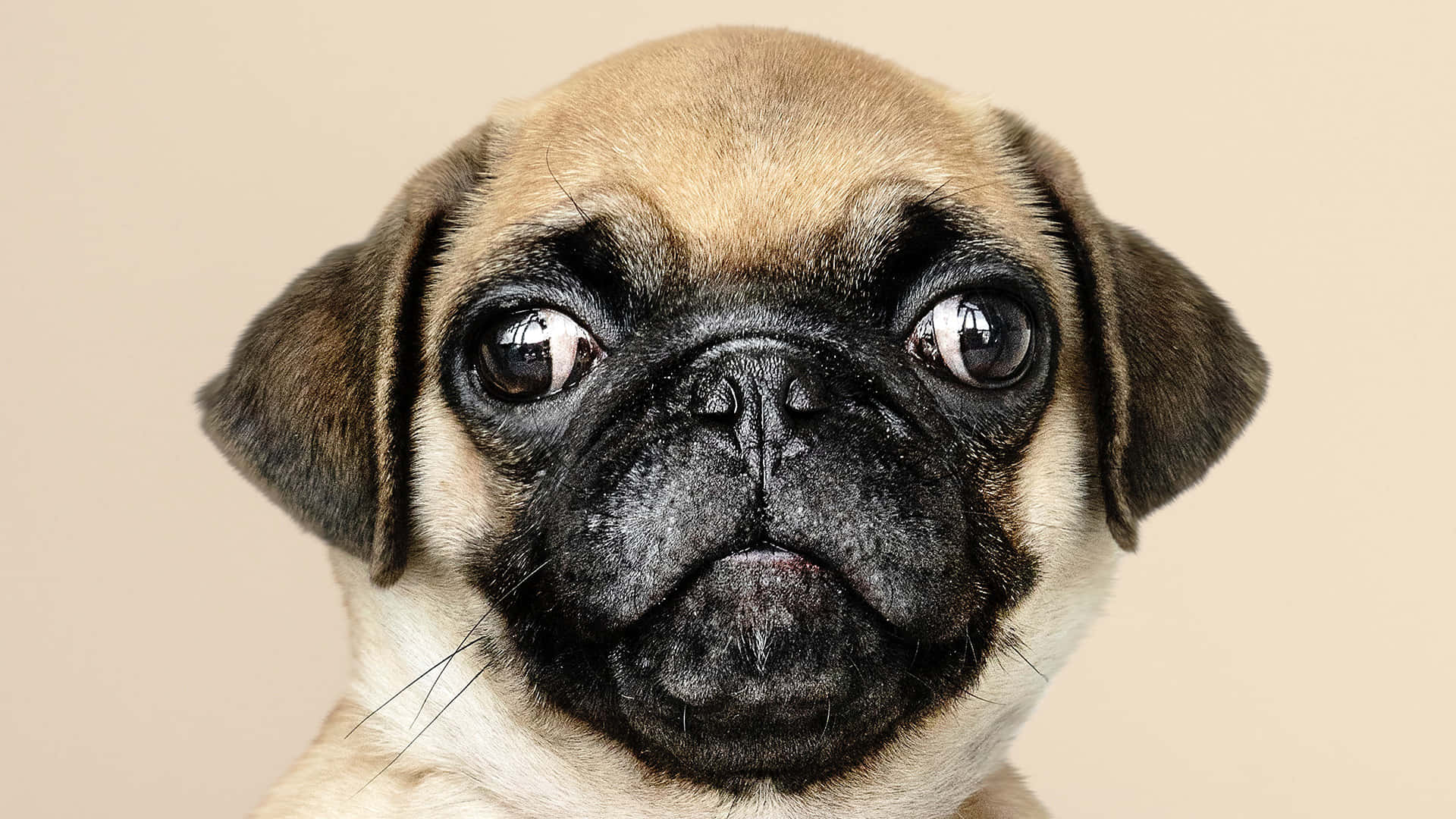 一隻可愛八哥犬BB嘅特寫肖像，有對大而富有表情嘅眼睛。