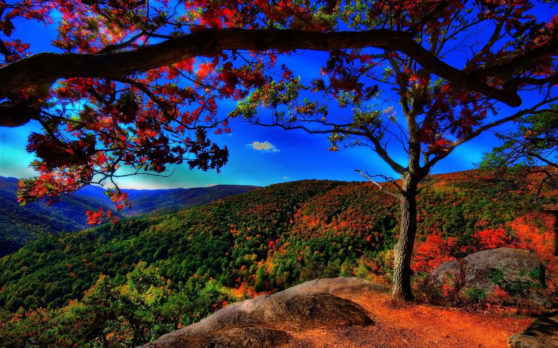 秋日山景，由一棵紅葉樹在藍天下框住。