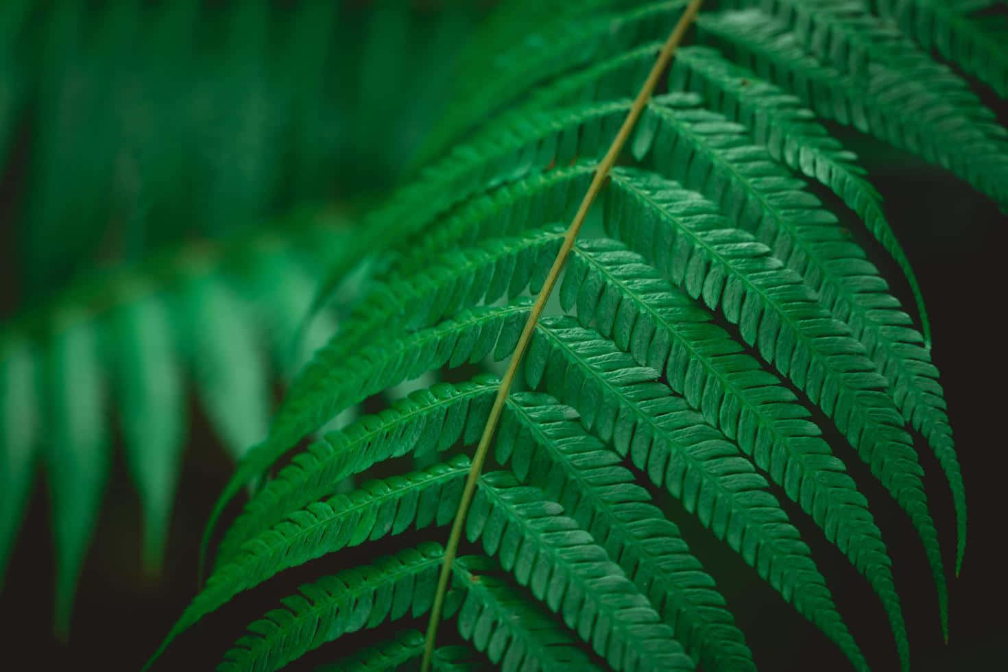 茂盛綠色蕨葉的特寫，細節精緻，背景模糊柔和。