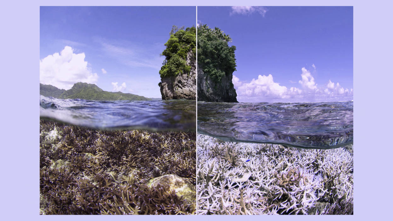 圖瓦盧水下景色 壁紙 — 鮮豔珊瑚礁水下與明亮藍天下海平面以上鬱鬱蔥蔥的綠色島嶼的分割視圖。