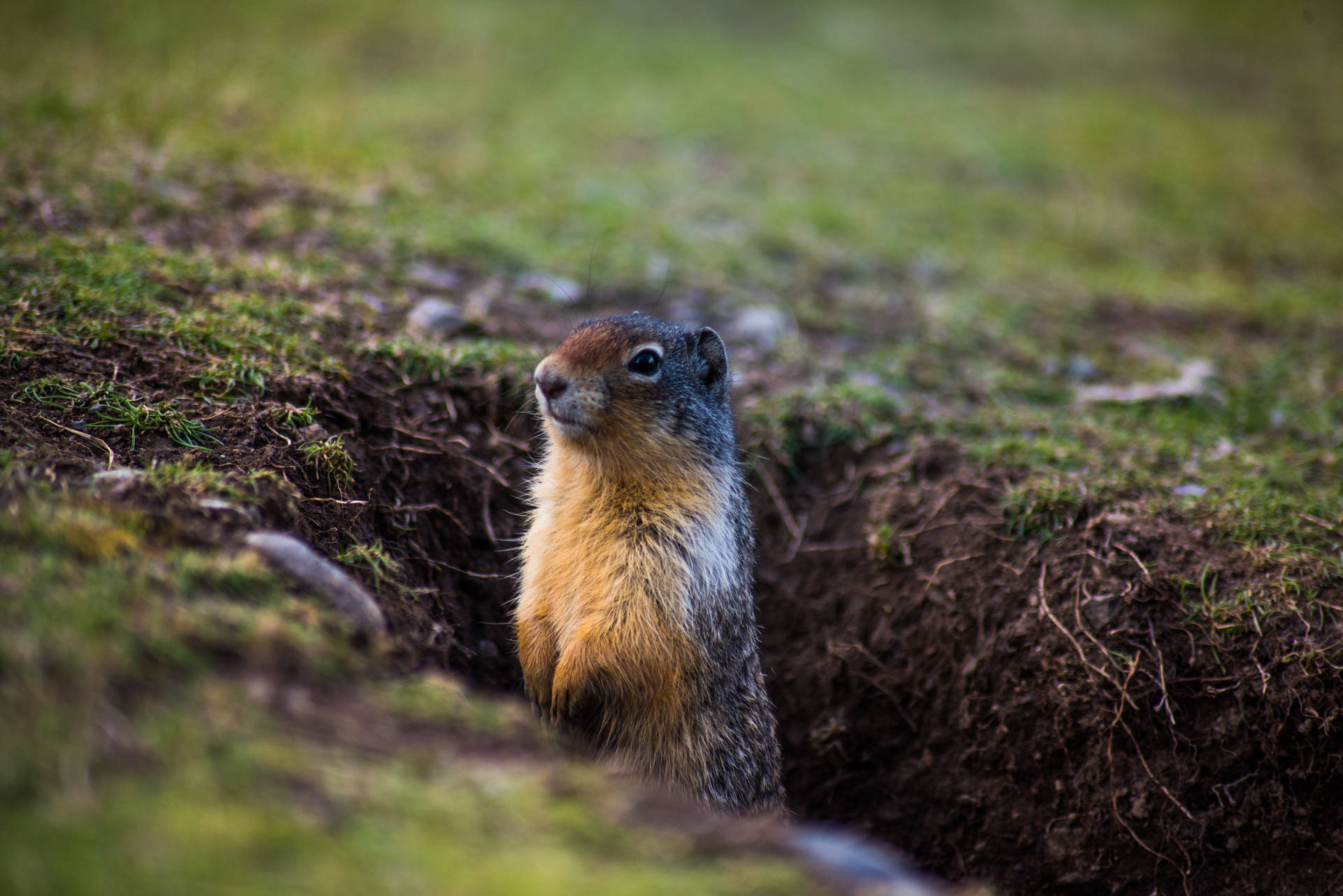 一隻地松鼠從草地上的洞穴中出現。