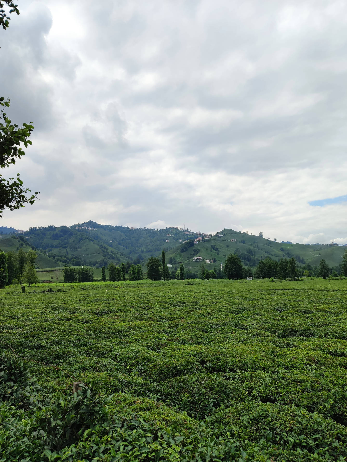 多雲天空下，廣闊的茶園，連綿起伏的山丘和散落的房屋。