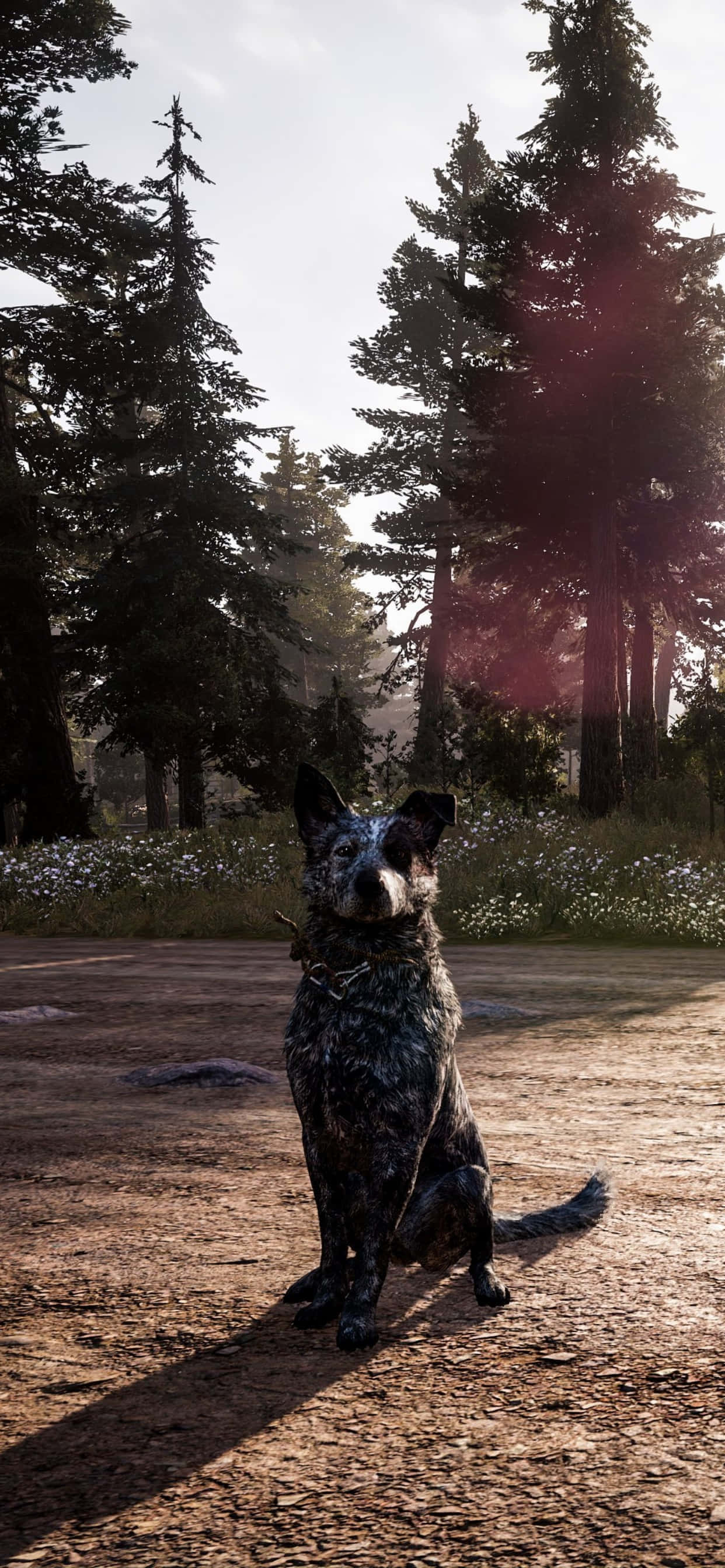在 iPhone Xs Max 上體驗《Far Cry 5》的沉浸世界 壁紙 — 一隻藍色赫勒犬警覺地坐在陽光普照的泥路上，周圍是高聳的松樹和野花。