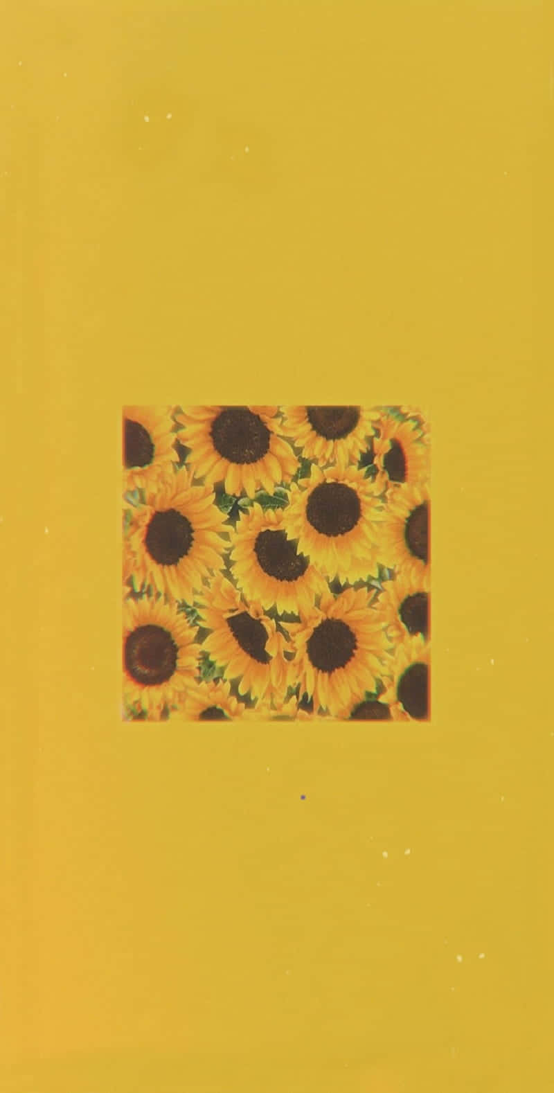 向日葵在黃色背景上的方形框架中。