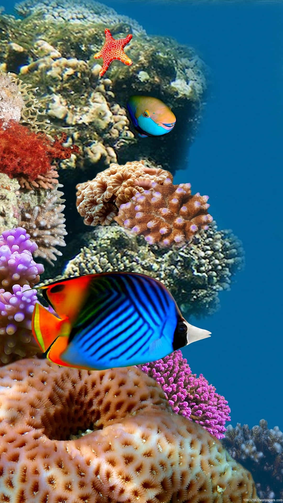 清澈湛藍海水中珊瑚礁間的色彩繽紛熱帶魚和海星。