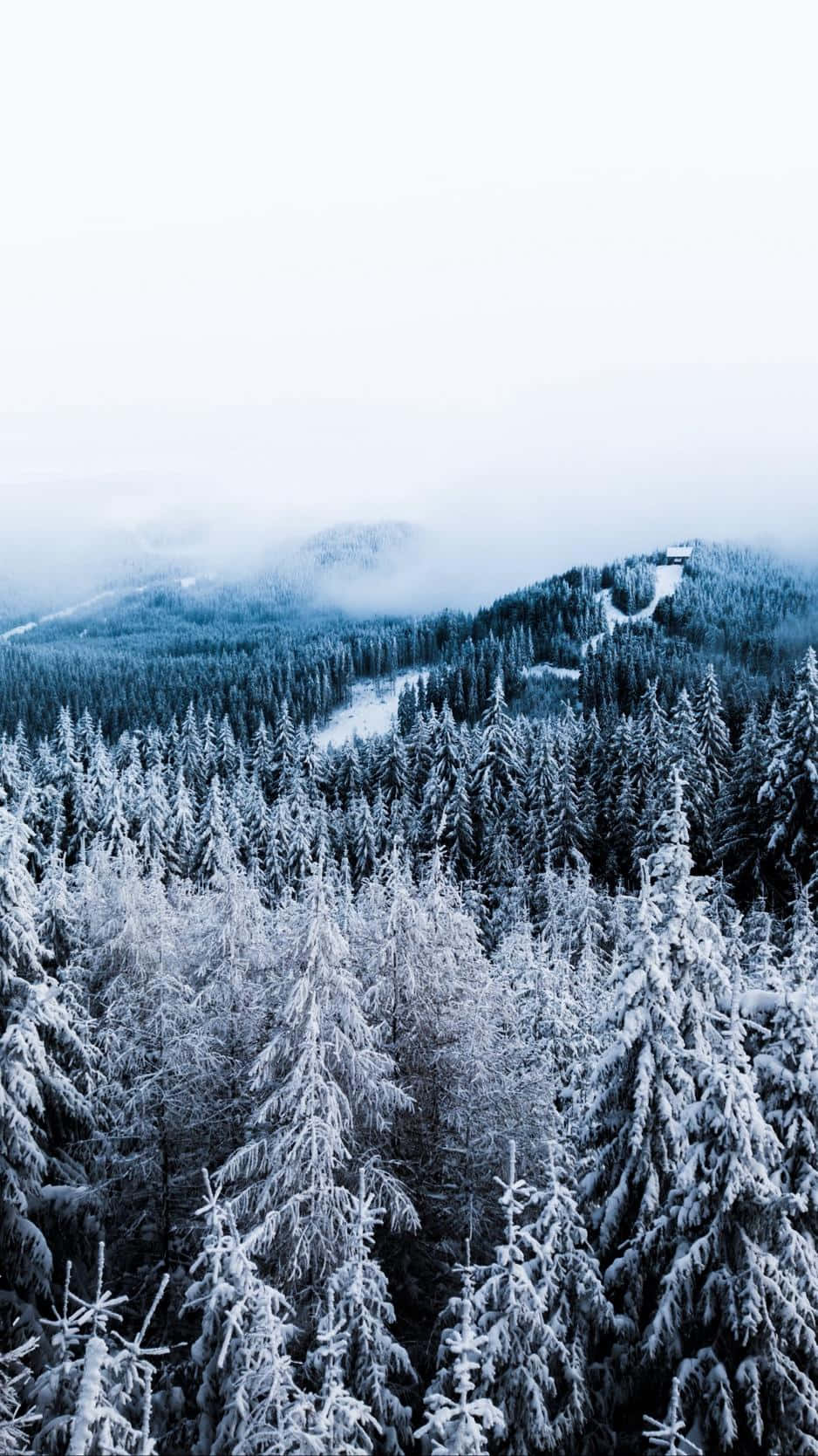 在 iPhone 上享受樹冠的寧靜風景 壁紙 — 一片廣闊的雪覆蓋常綠樹森林覆蓋著山谷，在蒼白的冬日天空下，遠方有霧氣繚繞的山峰。
