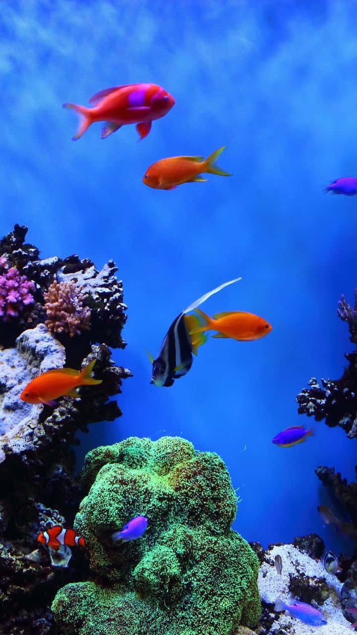 色彩繽紛的熱帶魚在清澈藍色海水的珊瑚礁間游動。