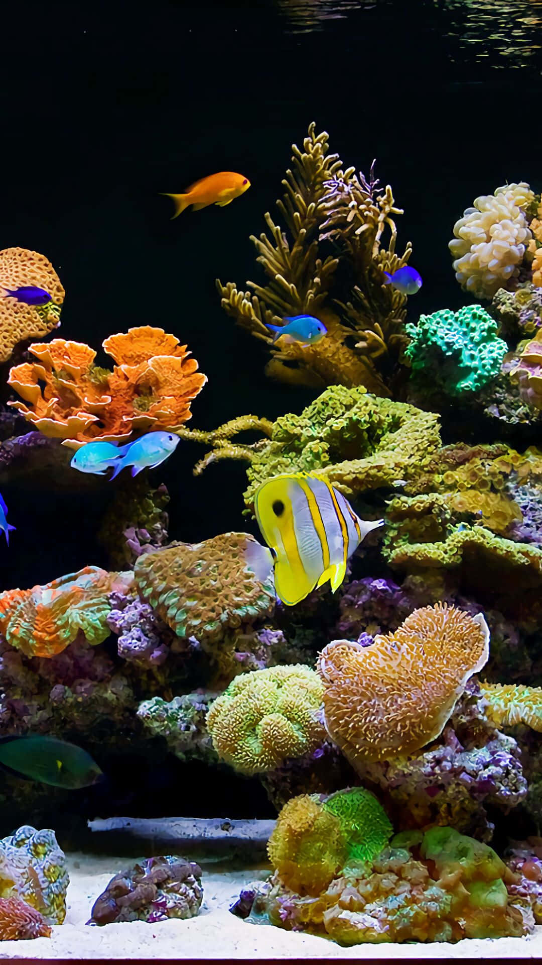 色彩繽紛的熱帶魚在魚缸的珊瑚間游動。