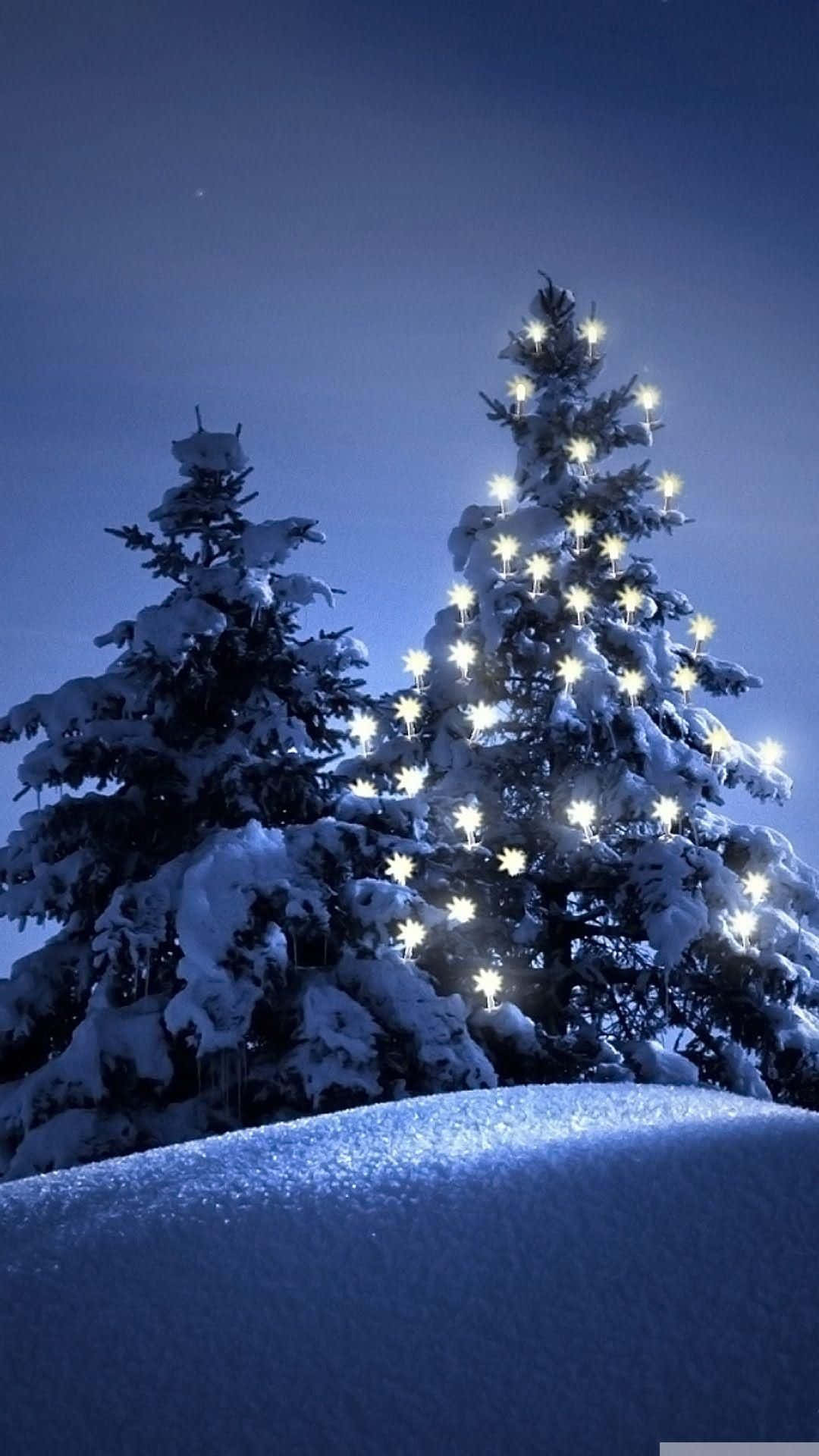 白雪覆蓋的松樹在黑暗的冬日天空下閃耀著節日燈光。