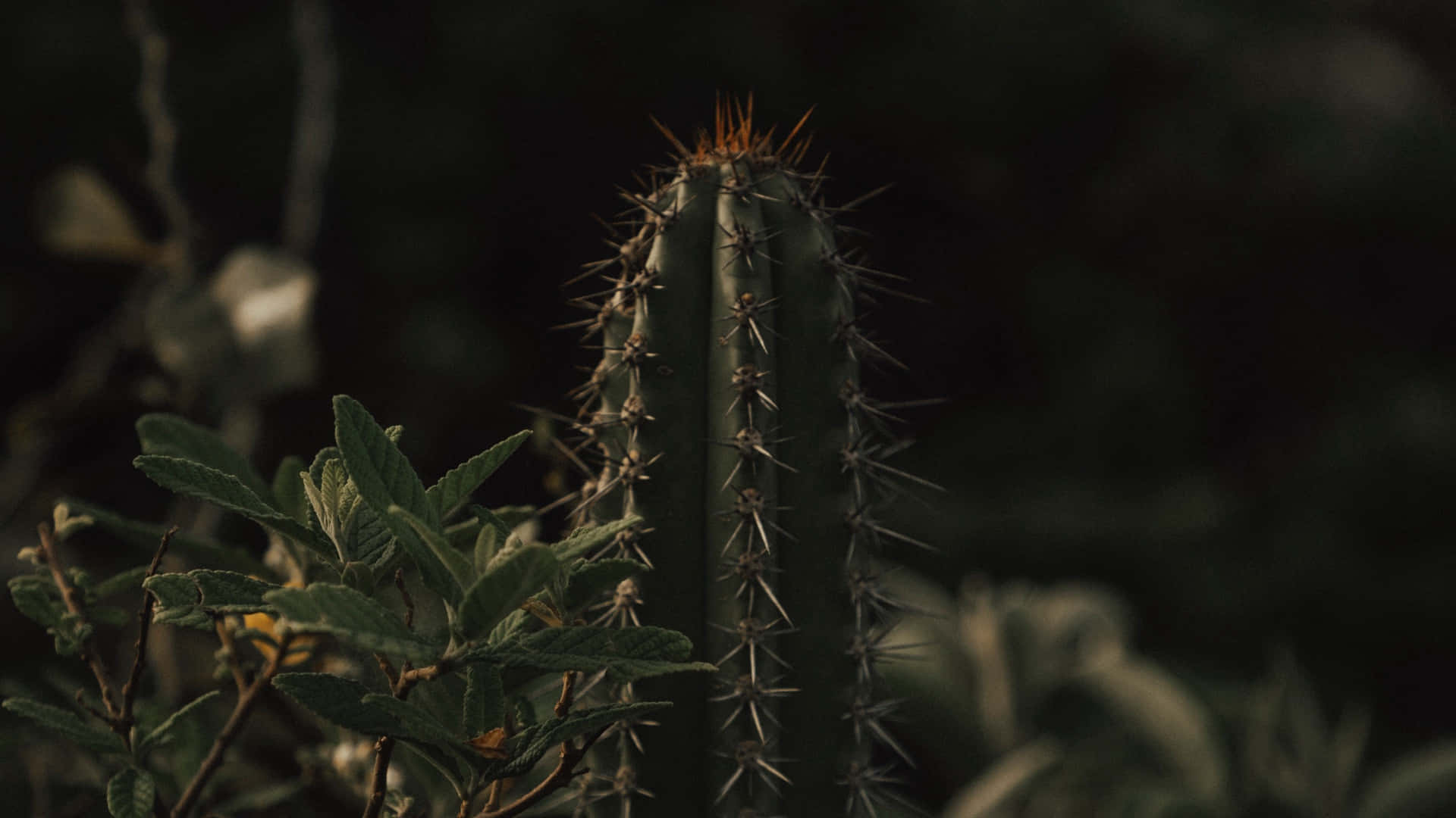 陰影沙漠環境中帶綠葉的高大多刺仙人掌