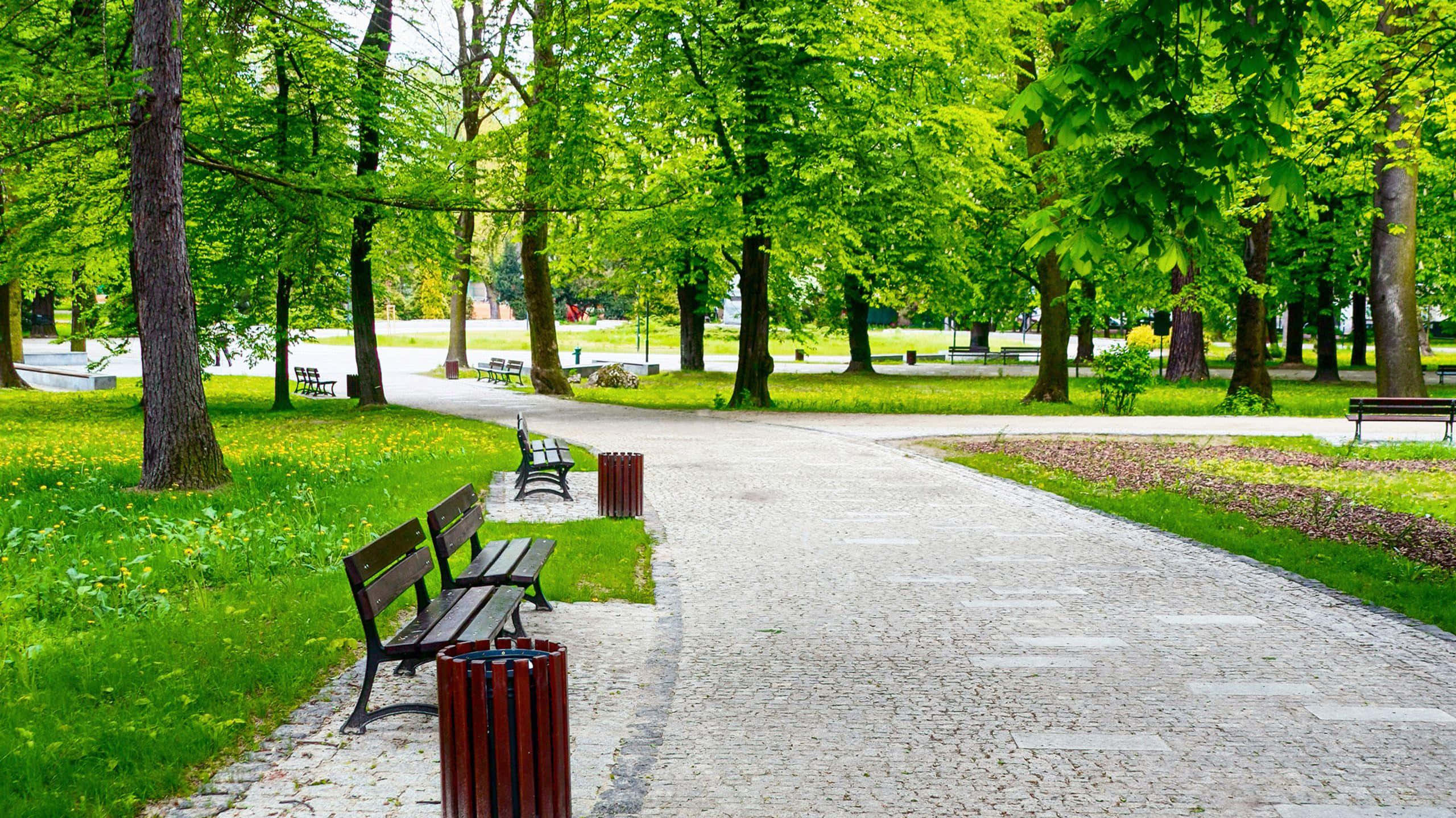 在公園享受陽光明媚的一天 壁紙 — 一條蜿蜒的鵝卵石小徑穿過一個綠意盎然的公園，兩旁有長椅和高大的樹木，在明亮的日光下。