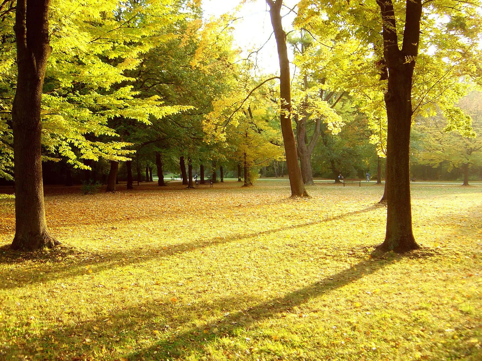 在公園欣賞大自然之美 壁紙 — 陽光穿過金黃色的秋樹，在寧靜公園的落葉地毯上投下長長的影子。